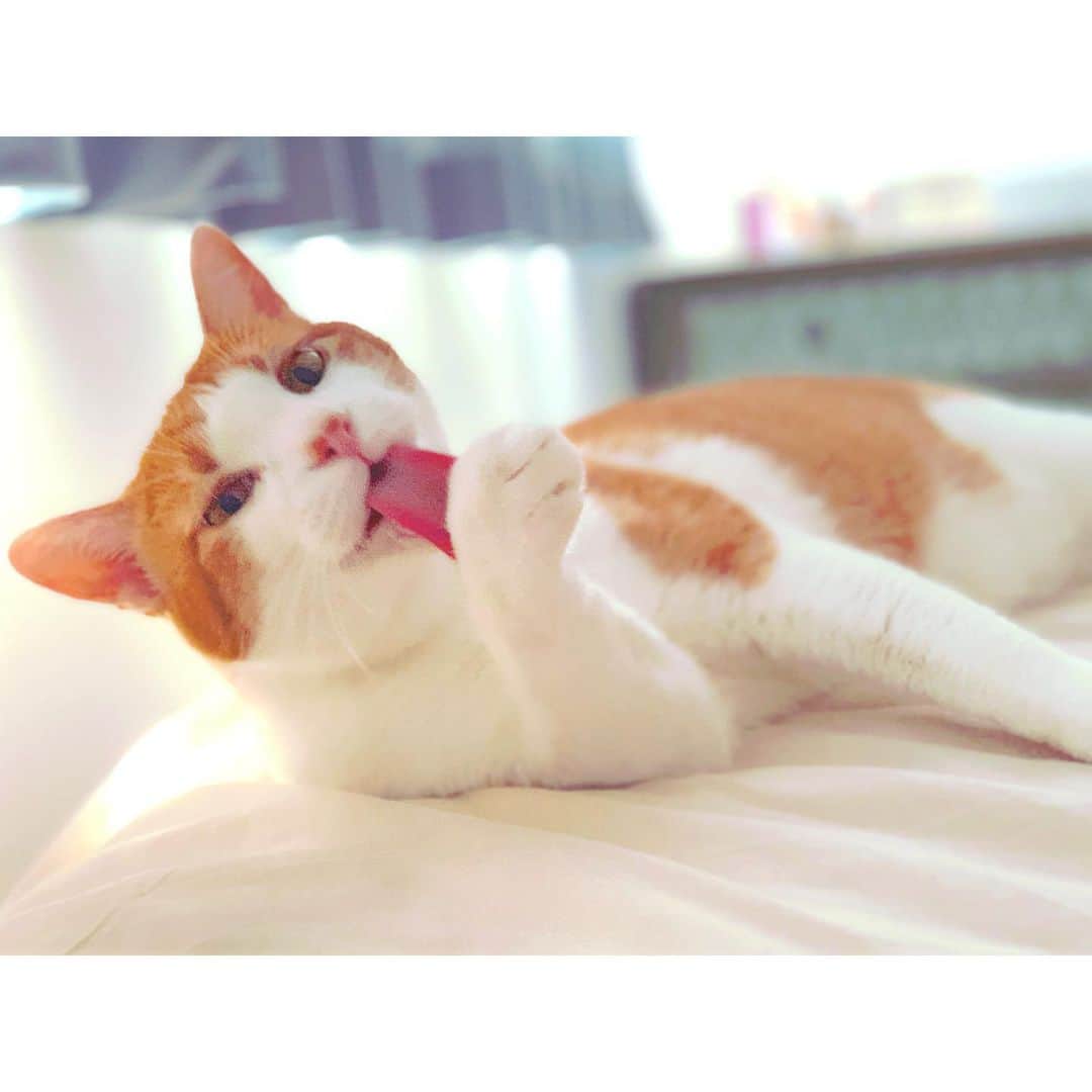 のインスタグラム：「目覚めの光景。 ・ 朝から脱力するやないか。 ・ そうね、肩の力を抜いていかなきゃね。 ・ ・ #ミント #ネコ #ねこすたぐらむ  #cat #catstagram #保護猫  #猫に教わる生き方  #大好きな光景 #私以上にマイペース #足元で寝てます #ミンスタそろそろ復活します」