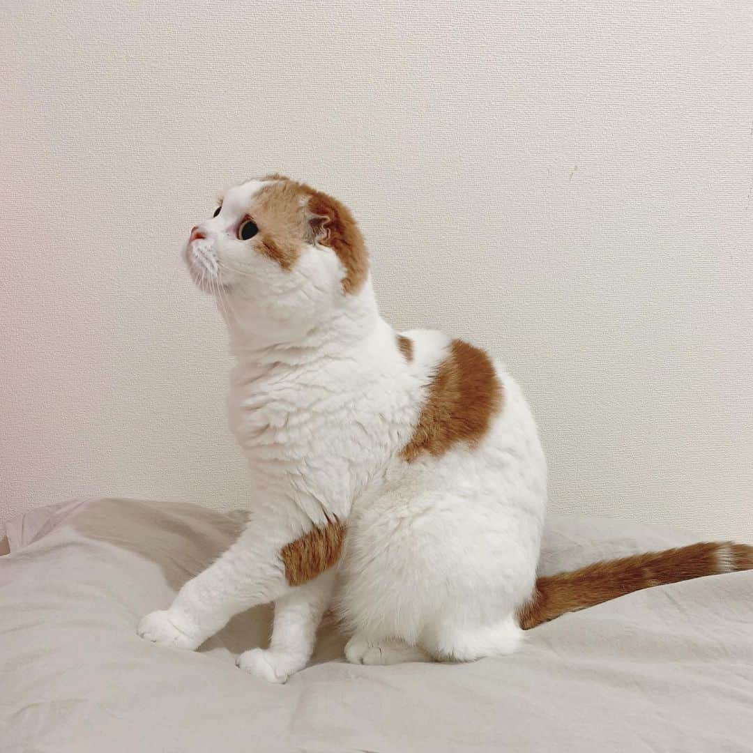 のんたのインスタグラム：「かわいいのんちゃん3カット  1.ほよー 2.え？写真撮ってるの？ 3.キリッとおすまし♡ ・ #scottishfold #catstagram_japan #catsofinstagram #cats_of_instagram#catoftheday #ilovemycat #bestmeow #catlover #cutecat #kittensofinstagram #cute #スコティッシュフォールド」