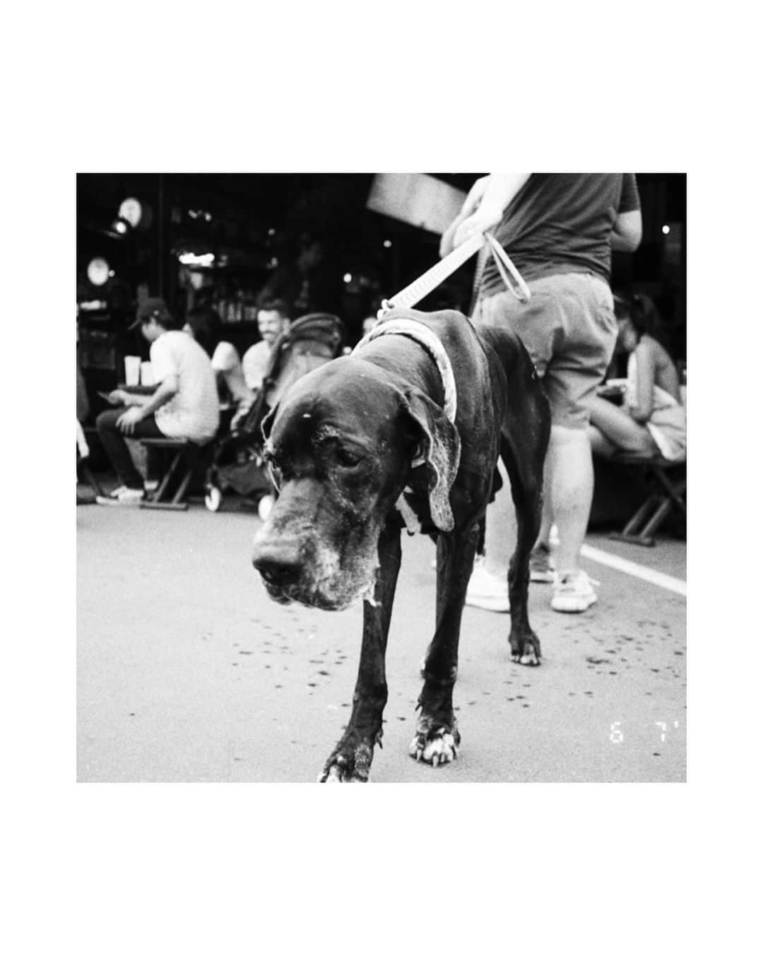 Supassaraさんのインスタグラム写真 - (SupassaraInstagram)「🖤📸🎞 #ilfordhp5 #contaxt3 #filmphotography #ishootfilm #blackandwhite #mood #dog #urban #rural #supasfilm #snappedbysupas #spsnapsnap #filmshoot #filmisnotdead #filmisalive #filmmaking #filmisbetter」8月9日 16時19分 - supassra_sp