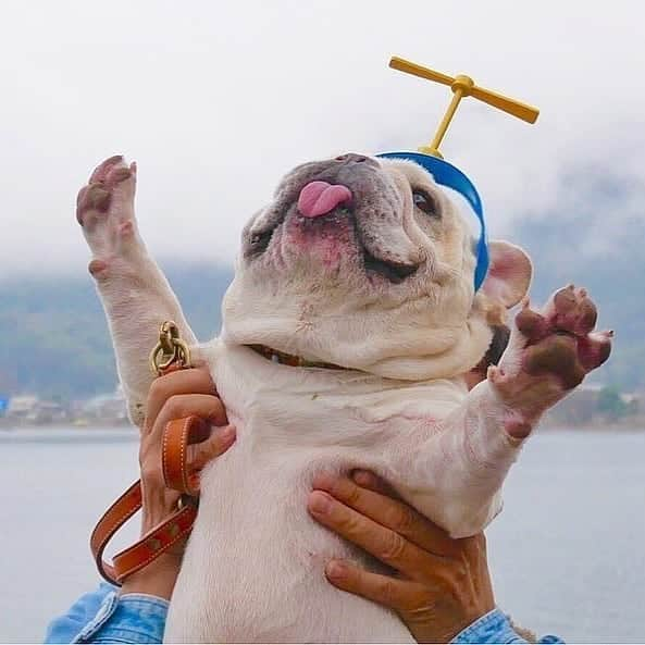 French Bulldogさんのインスタグラム写真 - (French BulldogInstagram)「Paws in da air for FriYay! 🐾🥳 @mopar_8349 . . . . . #frenchbully #frenchielove #dogsandpals #frenchbulldogs#weeklyfluff #french_bulldogs #dogsofinstagram #dogsofinsta#puppiesofinstagram #puppylove #instadog #frenchie#frenchiesofinstagram #frenchielove #love #dailybarker#squishyfacecrew #frenchieoftheday #dogoftheday#lovemydog #frenchiegram #cutenessoverload#dog_features #frenchieringer #mydogiscutest #instapuppy#frenchielife #frenchies1」8月9日 16時34分 - frenchie.world