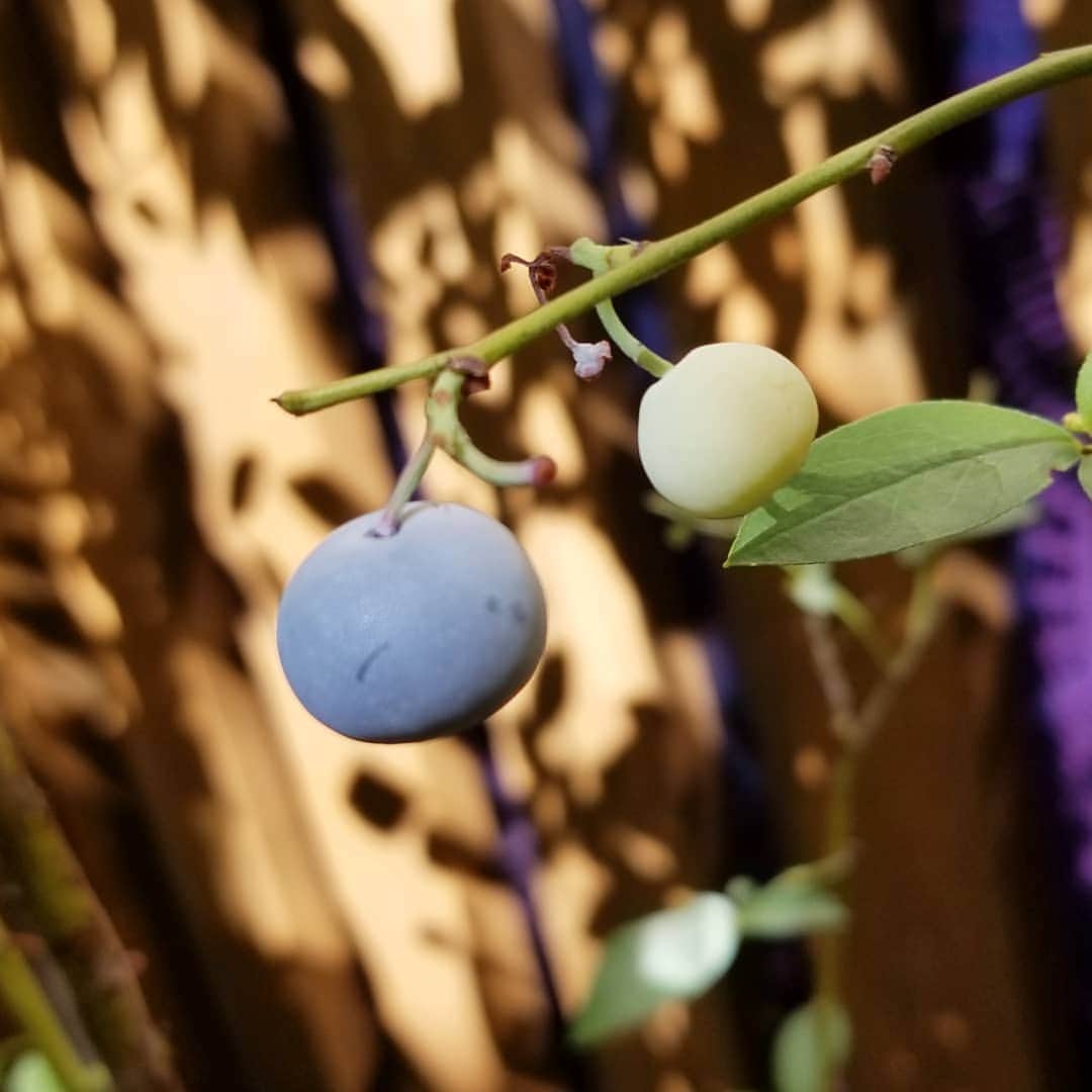 谷口キヨコのグルメインスタ