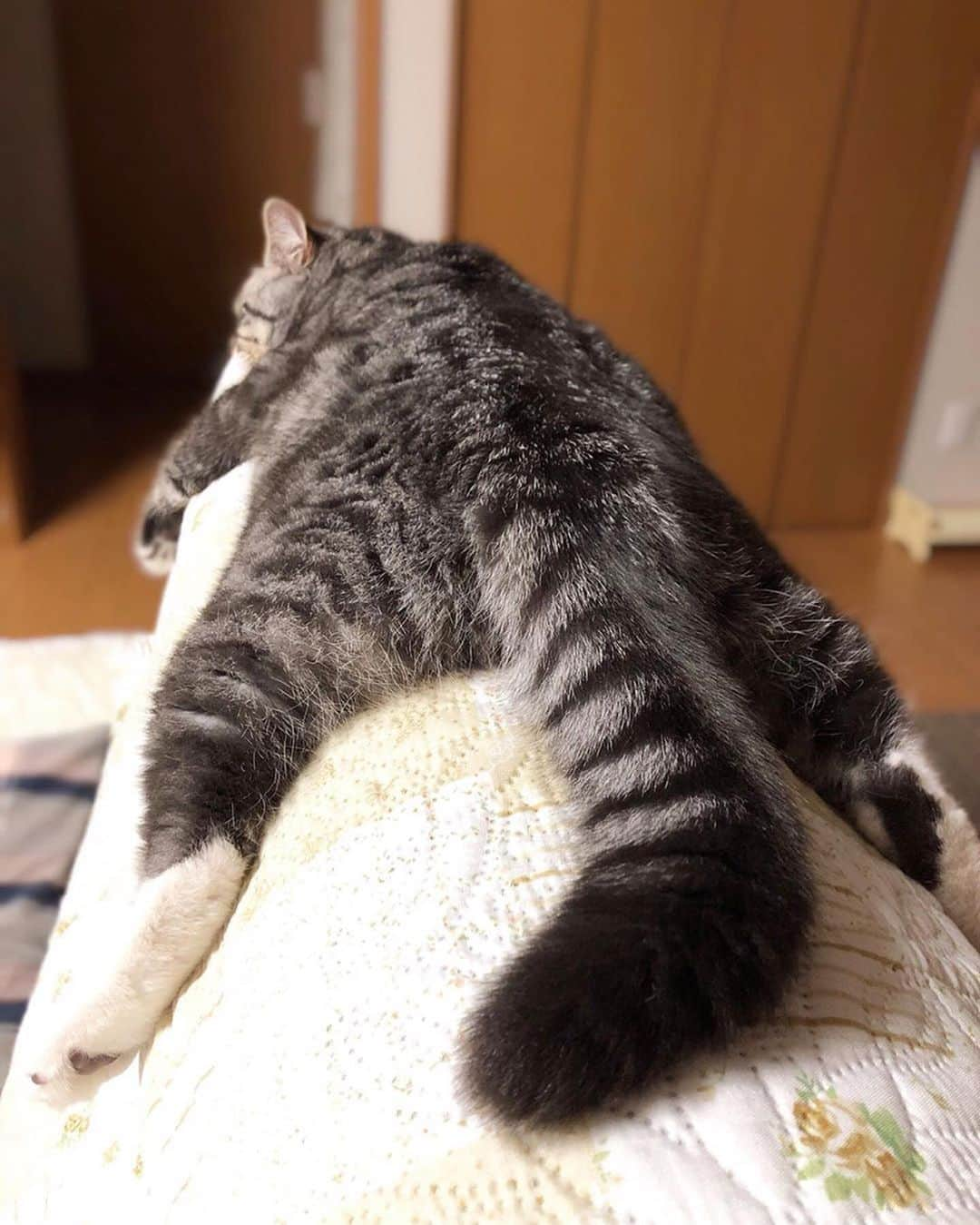 PECOねこ部さんのインスタグラム写真 - (PECOねこ部Instagram)「. 「これが落ち着くにゃ😺」 #忍者のように #ぴたっと #ソファーの背もたれに🛋 #張り付く #バロン君🐈 #独特なリラックス法で #くつろぐ姿が #可愛いすぎる😍 #regram：@sakura_baron_mint  素敵な写真を投稿してくださったのは… @sakura_baron_mint さん 他にも素敵なお写真がたくさんあるので、ぜひ遊びに行ってみてください！  #ペコねこ部 をつけて投稿すると… PECOで楽しくご紹介させていただきます🛋」8月9日 17時03分 - pecocats