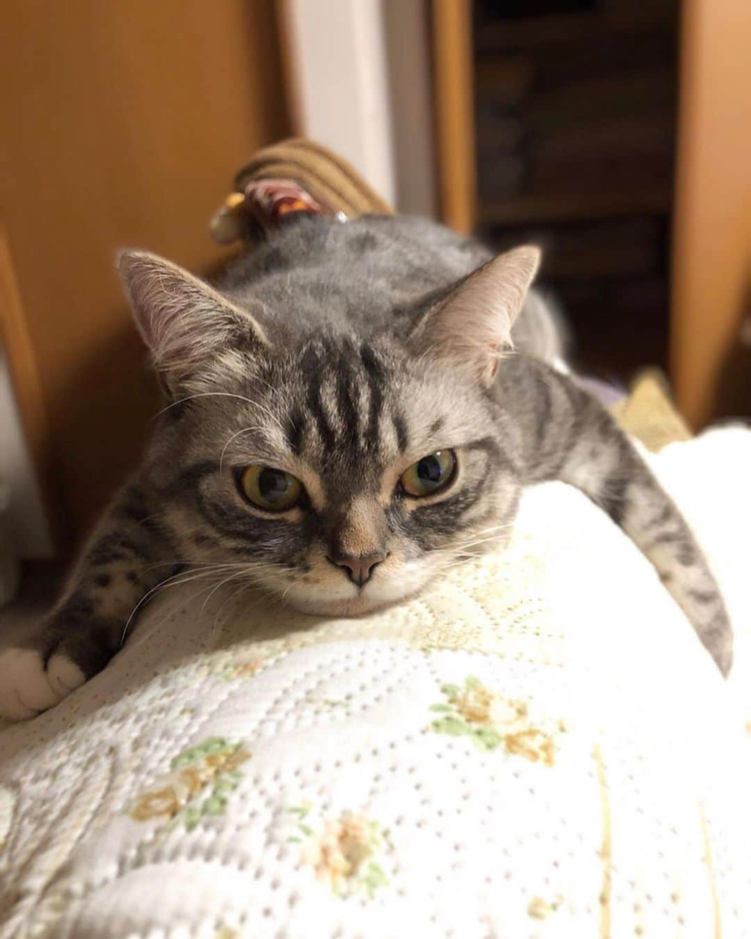 PECOねこ部さんのインスタグラム写真 - (PECOねこ部Instagram)「. 「これが落ち着くにゃ😺」 #忍者のように #ぴたっと #ソファーの背もたれに🛋 #張り付く #バロン君🐈 #独特なリラックス法で #くつろぐ姿が #可愛いすぎる😍 #regram：@sakura_baron_mint  素敵な写真を投稿してくださったのは… @sakura_baron_mint さん 他にも素敵なお写真がたくさんあるので、ぜひ遊びに行ってみてください！  #ペコねこ部 をつけて投稿すると… PECOで楽しくご紹介させていただきます🛋」8月9日 17時03分 - pecocats