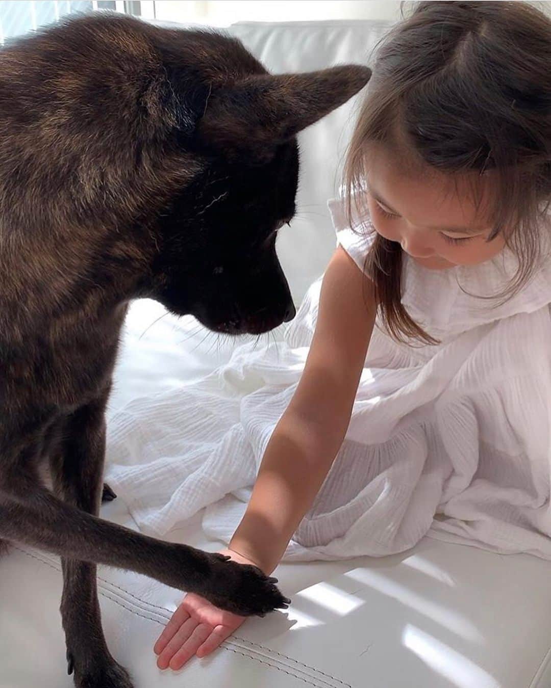 のインスタグラム：「My sweeties♥︎﻿ #paw #shakehands #niece #nieceslove #mydogmylife ﻿ ・﻿ ・﻿ ・﻿ ﻿ ３歳同士仲良くできました♥︎ ﻿ ﻿ ・﻿ ・﻿ ・﻿ #夏休み﻿ #夏の思い出 ﻿ #姪っ子 ﻿ #姪っ子らぶ ﻿ #3歳﻿ #犬のいる暮らし」