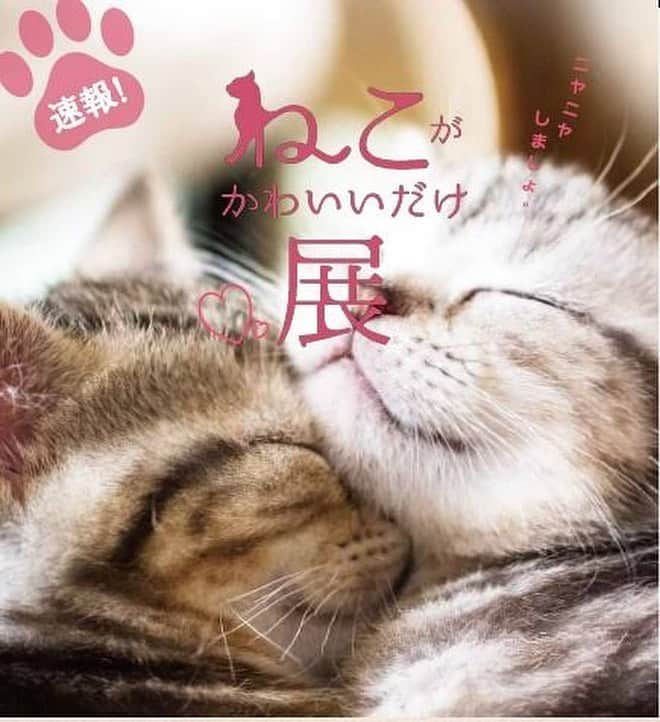 REPLUSさんのインスタグラム写真 - (REPLUSInstagram)「⭐️ ✨イベントのお知らせ✨ 猫🐈好きな方に朗報ですヨ💖 「猫が可愛いだけ展」 まぁ、なんと名前を聞いたただでもニヤニヤしちゃう展覧会でしょう。 素敵すぎます😚  大阪グランフロントでの開催、 渋谷ヒカリエでの開催におきましては P2ショップ様にて なんと我らがSaraneko-サラネコ-も出品させていただいております‼️ 皆さまお近くにお寄りの際、 はたまた#猫好き の皆様‼️ ぜひぜひ一度お足をお運びくださいね🤗 （あー猫アレルギーな私には幸せしかない←） https://nekogakawaii.com/  #REPLUS#リプラス#REPLUSbox #ナチュラル#natural #インテリア#interior#雑貨#wood #猫#猫好き#ねこすたぐらむ#ねこばか #ねこ#ねこ好き#ねこら部#にゃんすたぐらむ #cat#catstagram #ペット #petstagram#pet#petlover #instagood#instagram #instacat#instadog」8月9日 17時38分 - replus_official