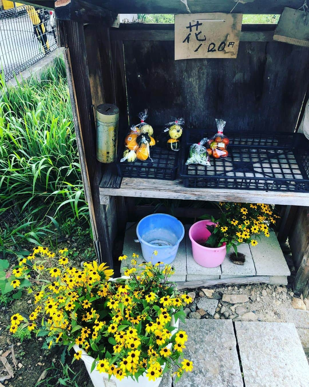 井上侑さんのインスタグラム写真 - (井上侑Instagram)「おはよ  #砥部 #散歩 #morning #えひめ #walking」8月9日 8時53分 - yuinouehappy