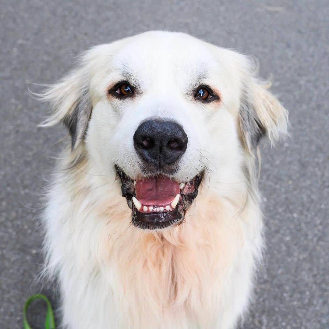 The Dogistさんのインスタグラム写真 - (The DogistInstagram)「Behrang, Great Pyrenees (3 y/o), McCarren Park, Brooklyn, NY • “He knows every bakery in the city. We usually split a croissant with him.” @pyrenees_pooch」8月9日 8時58分 - thedogist