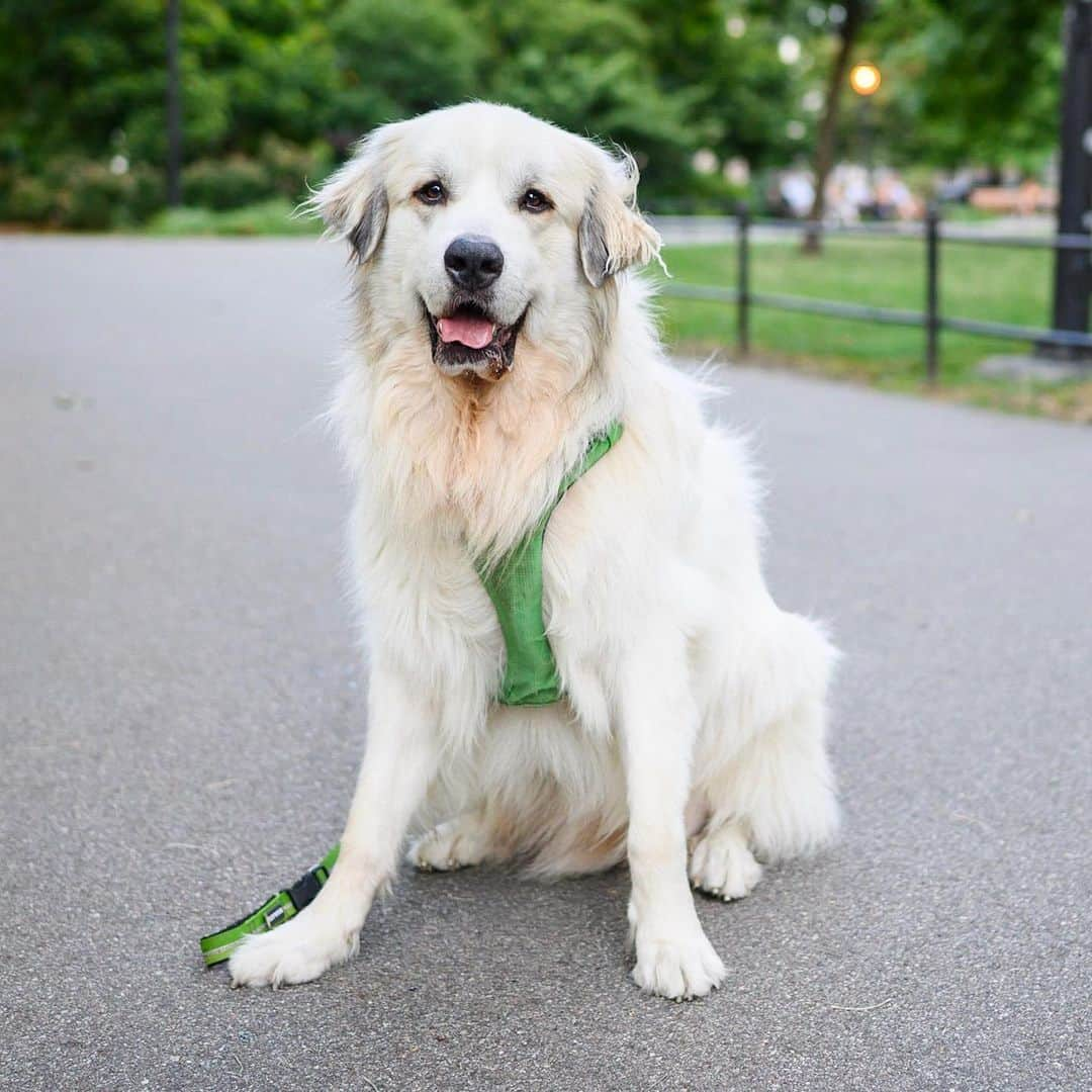 The Dogistさんのインスタグラム写真 - (The DogistInstagram)「Behrang, Great Pyrenees (3 y/o), McCarren Park, Brooklyn, NY • “He knows every bakery in the city. We usually split a croissant with him.” @pyrenees_pooch」8月9日 8時58分 - thedogist