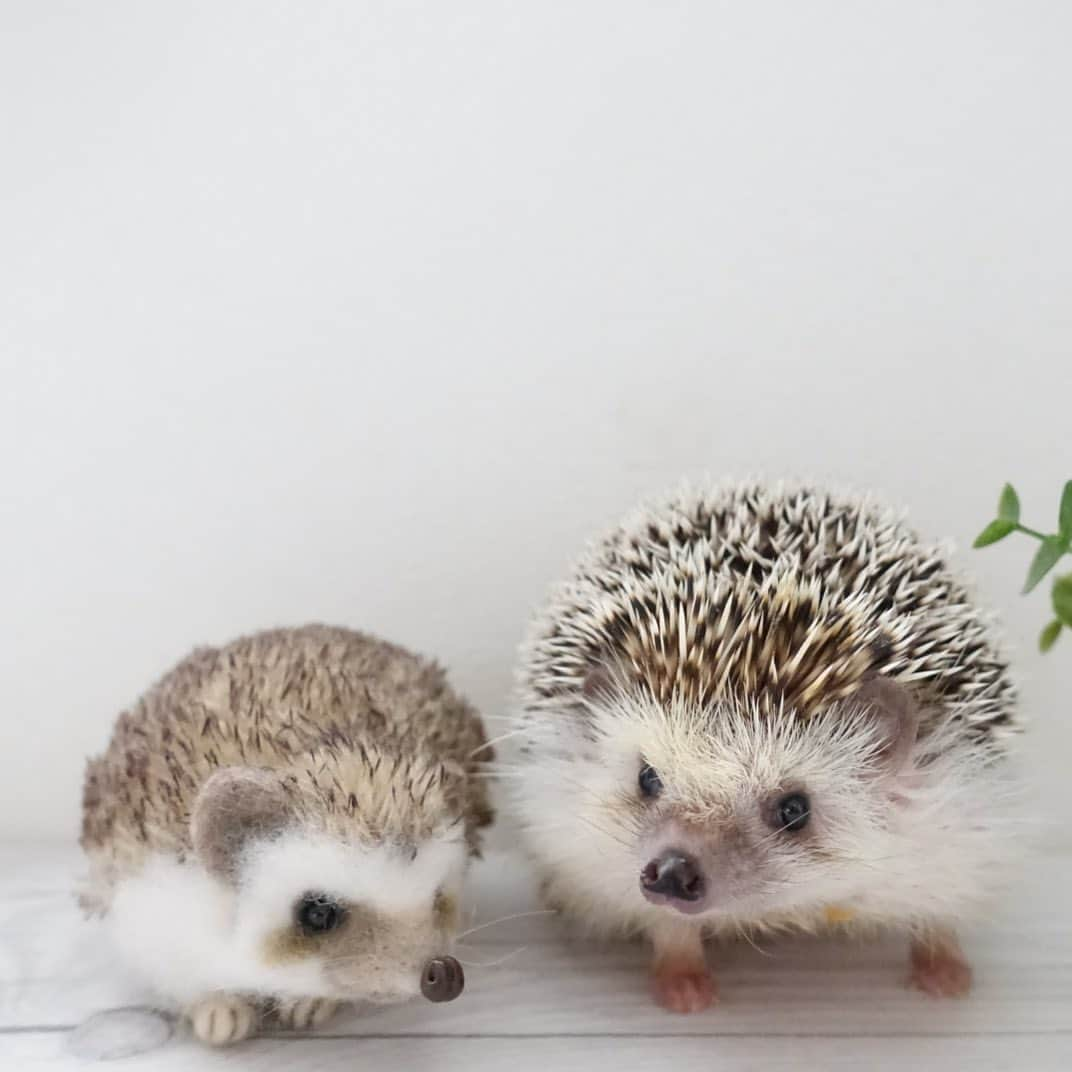 ラド&ティンクさんのインスタグラム写真 - (ラド&ティンクInstagram)「* The left side is a wool felt hedgehog. * model ： Ocean * * ＊picohachi＊さんのリアル羊毛フェルト  本当に生きてるみたい。 また、再開してくれたら嬉しいなぁ❤️ * * この羊毛フェルトはジェラの写真で作ってもらったもの。オレンジチークも再現されてて、本当にそっくり。 * * #おーしゃん #picohachiさんのリアル羊毛フェルト #はりねずみ #ハリネズミ #針鼠 #ヨツユビハリネズミ #ヘッジホッグ  #ペット #ふわもこ部 #モフモフ #hedgehog #pygmyhedgehog #lovelypet #cuteanimals #hedgehogfamily #hedgie #Hérisson #igel#riccio #Erizo #고슴도치 #刺猬 #pecotv」8月9日 9時07分 - rado_pompon