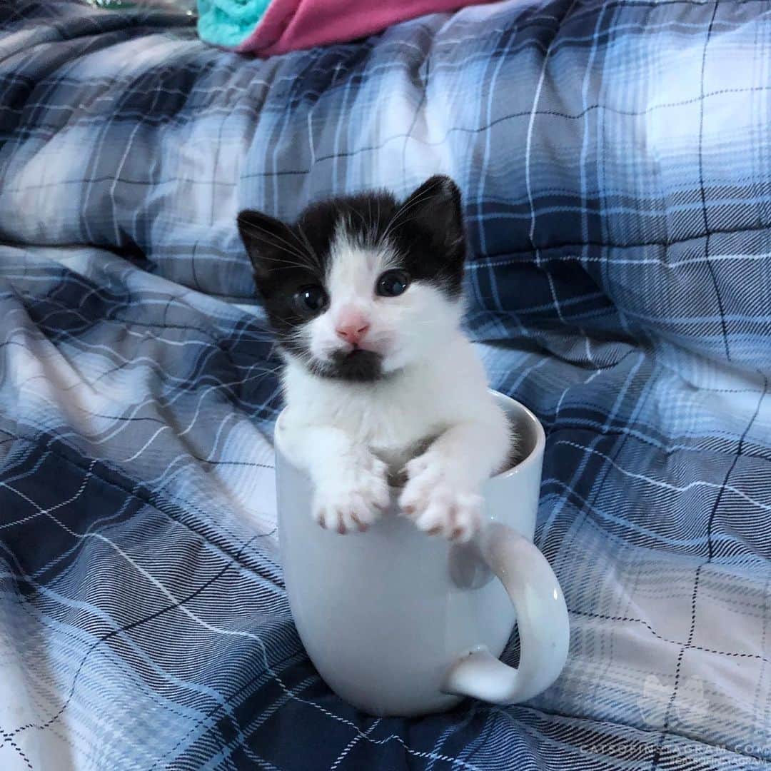 Cats of Instagramさんのインスタグラム写真 - (Cats of InstagramInstagram)「From @Chronaling: “Would anyone like a cup of kitten?” #twitterweek #catsofinstagram」8月9日 9時22分 - cats_of_instagram