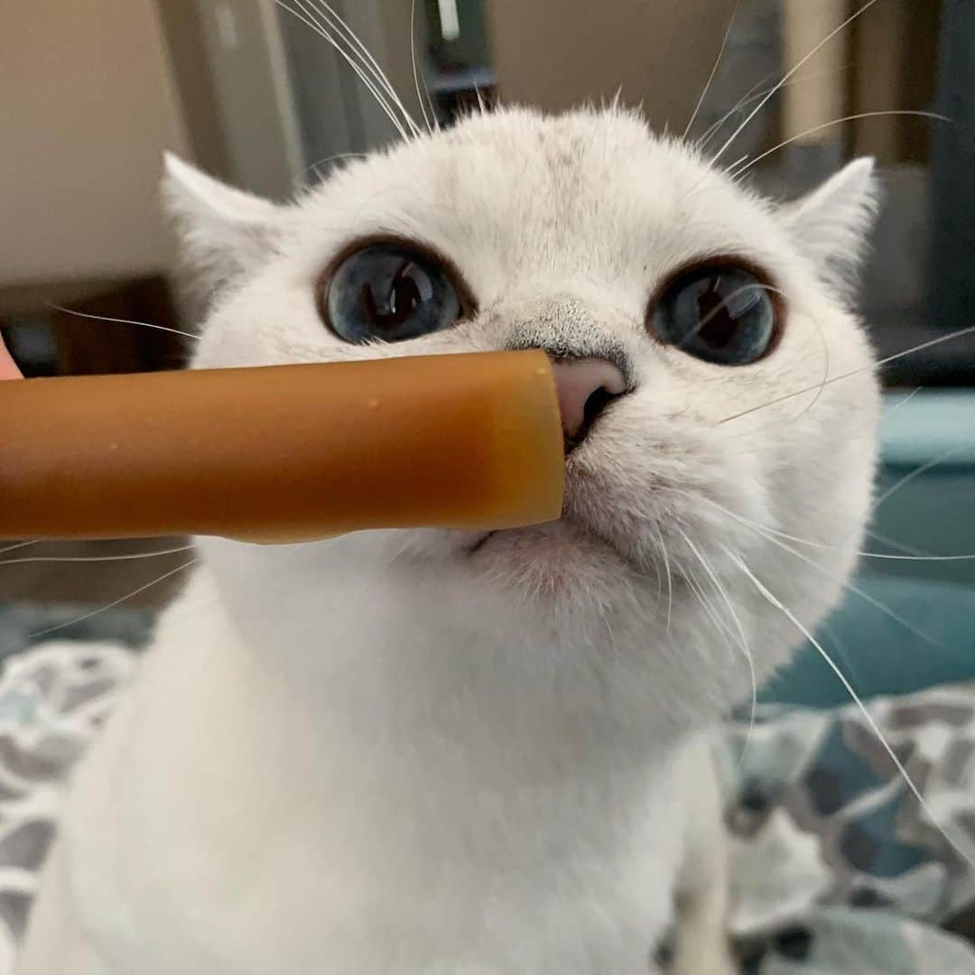 ミスター・ホワイトさんのインスタグラム写真 - (ミスター・ホワイトInstagram)「@hello_spencer_dog peanut butter stick smells good 🤪 #internationalcatday」8月9日 9時23分 - white_coffee_cat