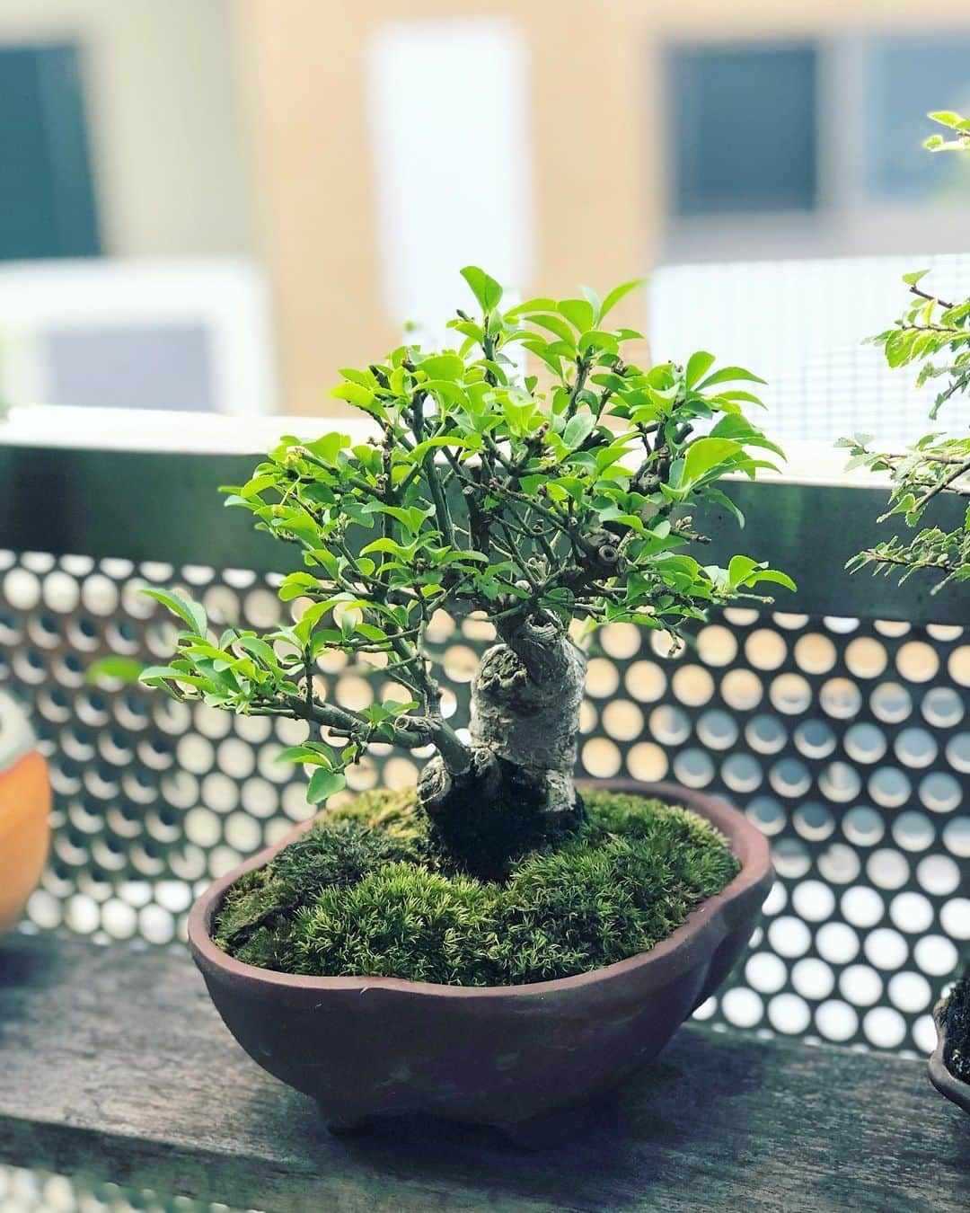 金成公信さんのインスタグラム写真 - (金成公信Instagram)「#盆栽 #bonsai #bonsaijapan #japanesebonsai #wabisabi #bonsailovers #bonsailife #bonsaitree #bonsaiart #bonsaigram #bonsaiworld #plants #tree #greenlife #greenlifestyle」8月9日 9時36分 - bonsai_chiba