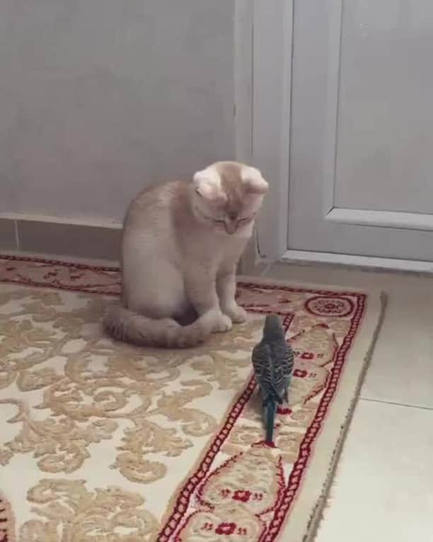 のインスタグラム：「What ... is it? ⠀ ⠀ 📹@tursucukthecat⠀ ⠀ #meowed #tursucukthecat #britishshorthair #confusedkitty」