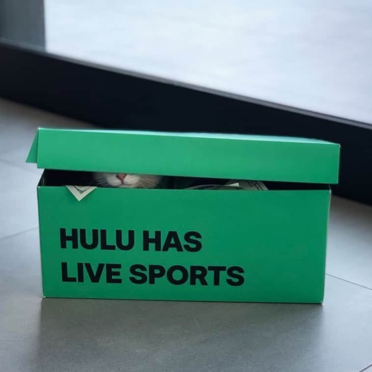 Hulu Home of Emmy-winningさんのインスタグラム写真 - (Hulu Home of Emmy-winningInstagram)「Can't let the cat out of the b̶a̶g̶ box just yet, but since it's #InternationalCatDay, here's a sneak peek of our next big star 😻」8月9日 10時03分 - hulu