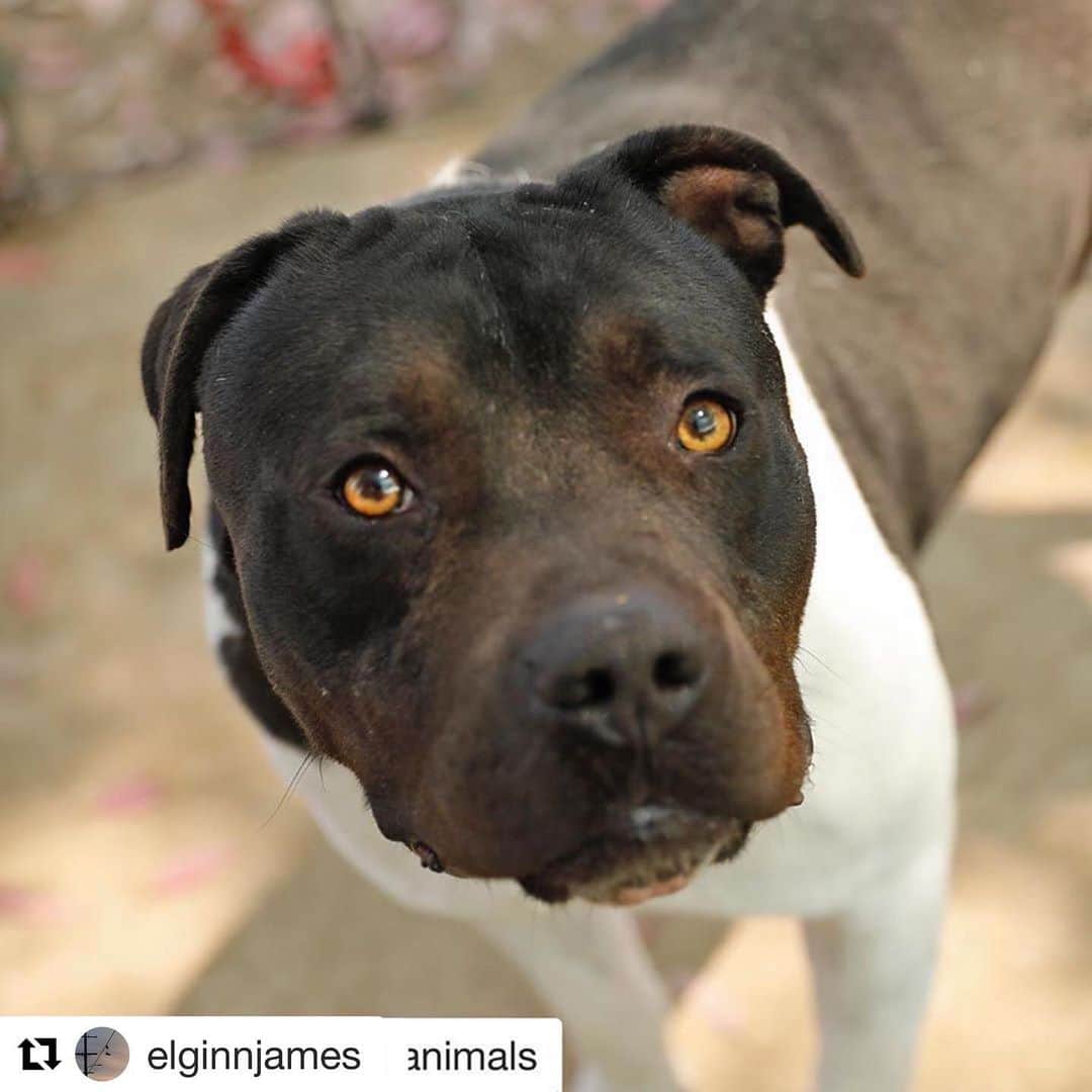 JR・ボーンのインスタグラム：「PLEASE READ & SHARE  #Repost @elginnjames ・・・ ・・・ UPDATE: Bruno (I posted yesterday about) only 72hrs. Can we save this beautiful boy? #Repost @unitedhopeforanimals @smilingbrinks ・・・ 🚨EXTREMELY URGENT! 72-HR NOTICE given on 8/7 for BRUNO #A5024922 🚨 RESCUE ONLY!! . Not sure how many times we had posted Bruno before. Bruno has an amazing personality and so sweet with everyone but he fell into the Black Dog Syndrome where people pass black dogs up for lighter color dogs. Now the worse has come for Bruno, just like all the long time residents, eventually made into a RESCUE ONLY and with a 72HR notice clock ticking over him. We know Bruno would make someone so happy with his gentle personality and soulful eyes. He gives kisses and lays his head on people’s laps. Please give Bruno a chance!! . Bruno has a very sweet personality, but he is very quiet, and he would stay at the back of the kennel when strangers approach, and only comes to the front if he felt safe. Bruno is a dapper 3-year-old black-and-white neutered male Pit Bull and Rottweiler mix whose former owner left him at the Baldwin Park Shelter on February 18th for no known reason. Weighing 51 lbs, Bruno is a cooperative and attentive dog who knows how to walk on leash and seems to be housebroken. He is sporty enough to join you on walks, hikes, or runs, but also strikes us as a dog who will appreciate a good nap.  Bruno is eager to be close to and bond with his human. He loves to lay his handsome, blocky head on your lap and be pet. Bruno has done well with confident female dogs in the shelter’s playgroups; he’s only met one male dog and they didn’t hit it off, so for now, we’re recommending he be a solo dog or paired with a female. Bruno is a true head-turner with his stunning black face and white contrast body. He will be an immensely loyal best friend in the lucky forever home that makes him part of the family. . Shelter Assessments:  Sociability: Selective, Barrier Reactive, Friendly/Easy to Remove from Kennel, Kids: High School Aged, Large Dogs: Calm Females, Small Dogs: Needs Assessment, Energy Level: Medium, Training: Impulse Control . Baldwin Park Shelter 4275 Elton St, Baldwin Park, CA 91706 (626」