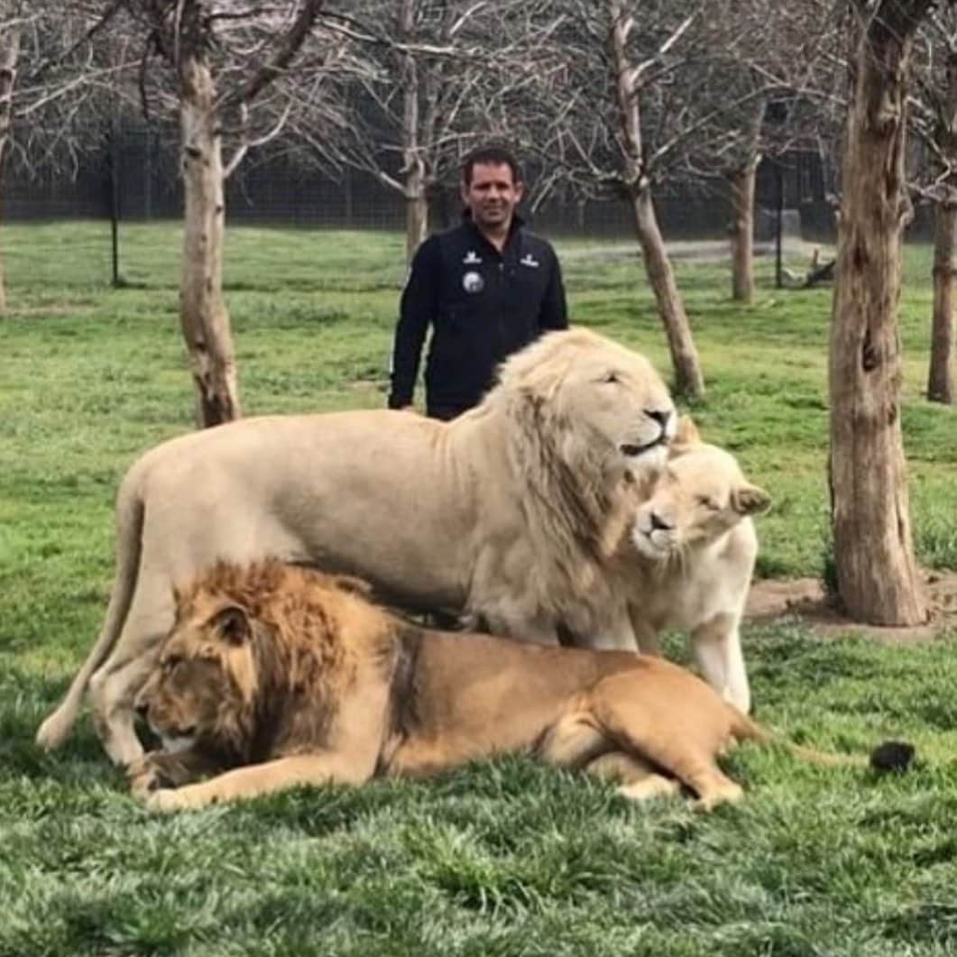 Black Jaguar-White Tiger さんのインスタグラム写真 - (Black Jaguar-White Tiger Instagram)「King Ali, Afri and Hanito two years ago. They’re way bigger now... #TheBigPrideBJWT #SaveLions」8月9日 10時30分 - blackjaguarwhitetiger