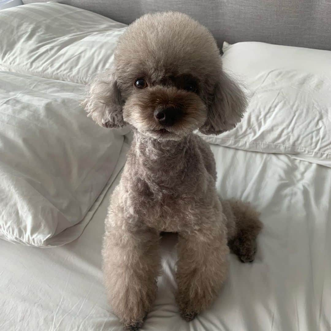 キム・ジュニさんのインスタグラム写真 - (キム・ジュニInstagram)「이모 삼촌들 굿모닝이에오🐶 . #junielovesmongandmoca  #몽오모카」8月9日 10時33分 - evajunie