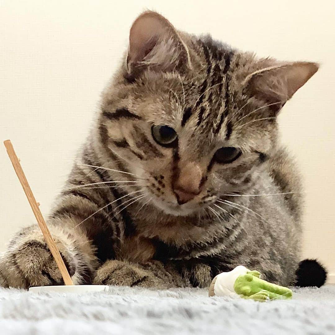 keigoさんのインスタグラム写真 - (keigoInstagram)「🐈 #猫 #クロコダイルの日常」8月9日 10時34分 - k5fuwa