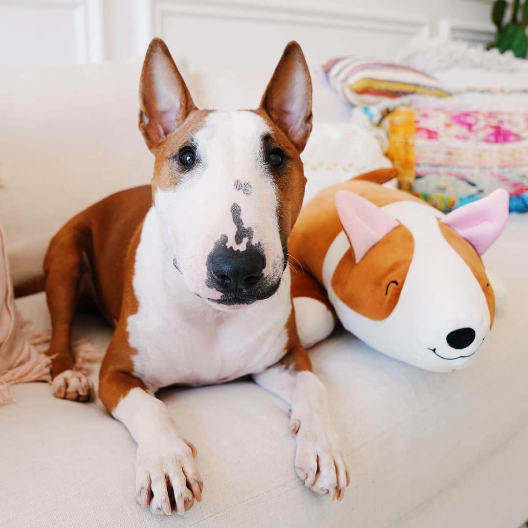 Lauren Riihimakiさんのインスタグラム写真 - (Lauren RiihimakiInstagram)「SET YOUR ALARMS CUZ THE LIMITED EDITION MOOSE PLUSHIE IS LAUNCHING ON MY BIRTHDAY THIS WEEKEND!!!!!! 🥰🎈🐶 we’ve spent the last six months making this moosie bear the squishiest, cuddliest, softest bubba EVER and once they’re gone they’re gone!! ✨AUG 11 @ 9AM PST/12PM EST✨ shop.laurdiy.com✨」8月9日 10時49分 - laurdiy