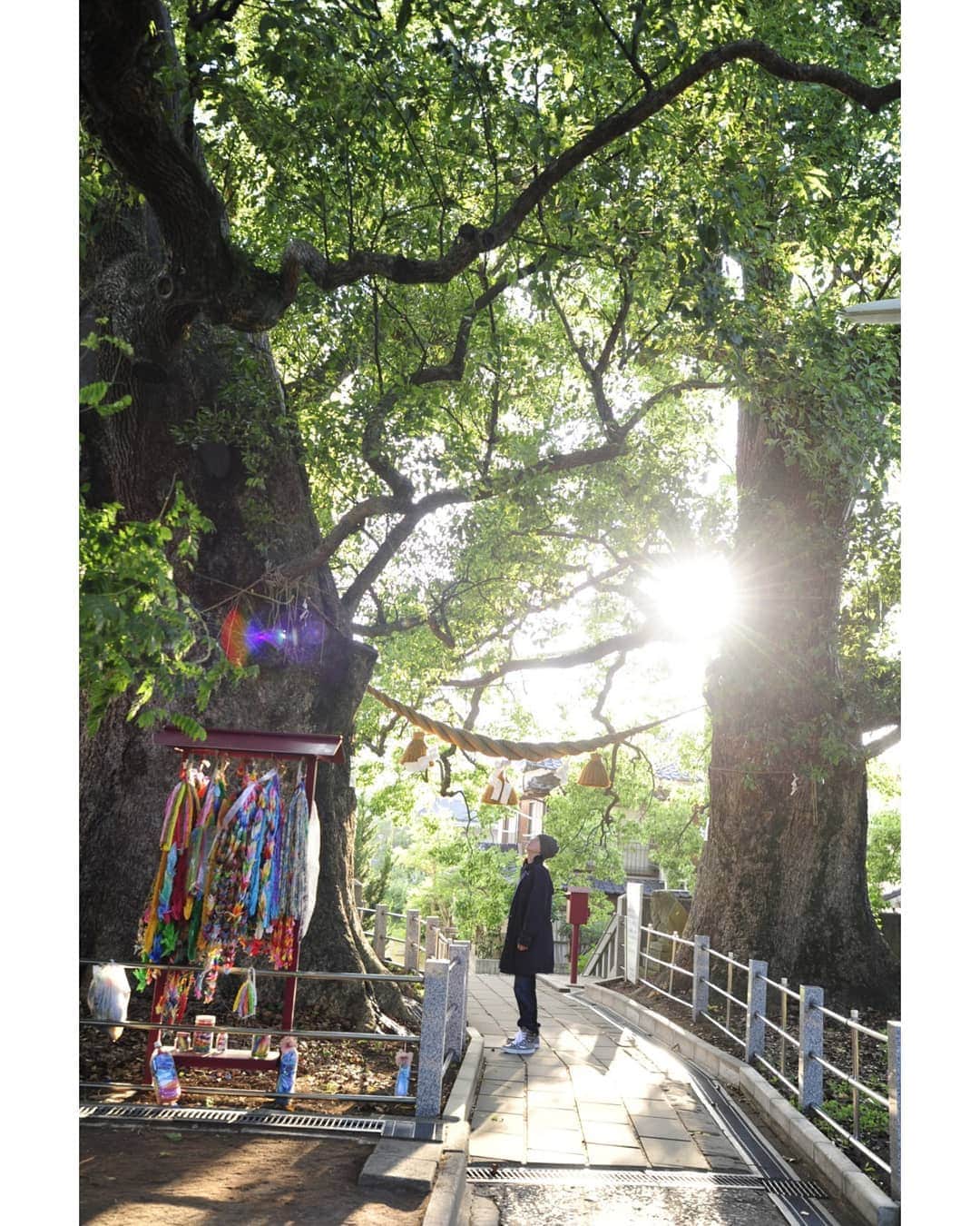 福山雅治さんのインスタグラム写真 - (福山雅治Instagram)「#クスノキ #8月9日 #11時2分 #長崎 #山王神社 #kusunoki #nagasaki」8月9日 10時49分 - masaharu_fukuyama_official