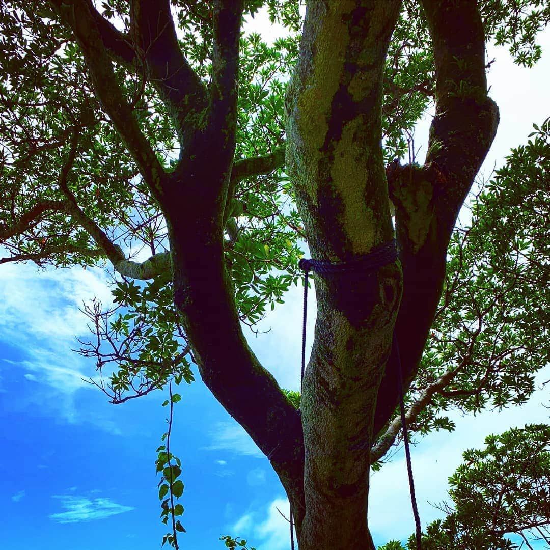 土屋太鳳さんのインスタグラム写真 - (土屋太鳳Instagram)「少し前、私は九州にいました。 ひさしぶりの夏の九州の空は 眩しくて美しく、 木々を通して見ても、力強い空でした。 令和はじめての長崎原爆の日。  この同じ空で74年前、何が起きたのか 忘れずに考えたいと思います。」8月9日 11時00分 - taotsuchiya_official