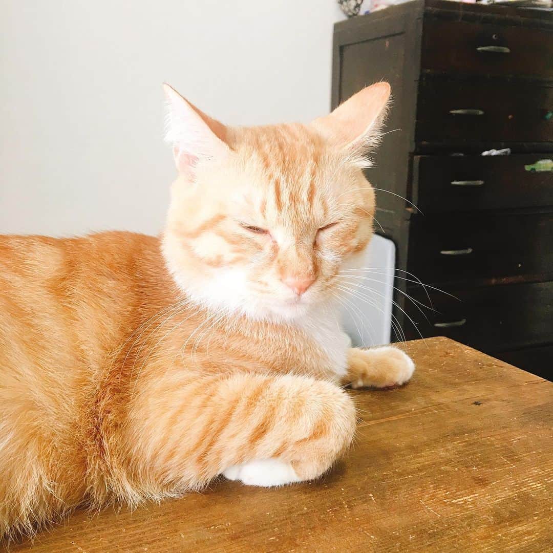 金巻ともこさんのインスタグラム写真 - (金巻ともこInstagram)「うとうとチャイ #kurohakuchai #tabby #orangetabby #cat #猫 #茶トラ #InternationalCatDay」8月9日 11時01分 - tomotomoco