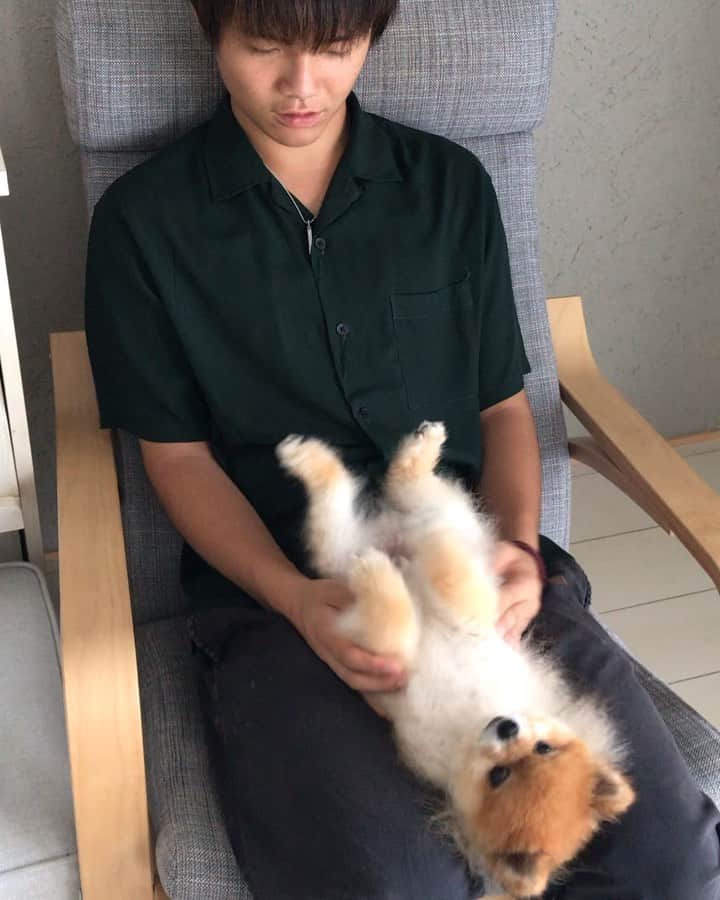 RIO POMEのインスタグラム：「今日からにいちゃんお休み💕  リオはNGワードで翻弄されとります🐶  #ポメラニアン #pomeranian  #犬 #dog #dogstagram#doglover #愛犬 #わんこ #ポメラニアン大好き #ポメラニアンが世界一可愛い #pom #ぽめらにあん #ポメ#pomeraniansofinstagram  #pomeranianlove #ふわもこ部 #いぬバカ部 #癒しわんこ#instapic#pomstagram #puppy #dogsofinstagram #cute#cutedog」