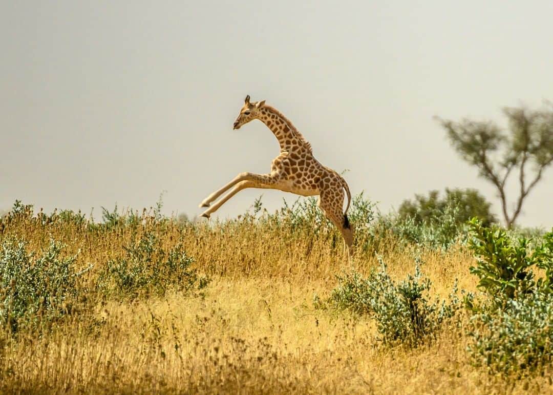 ナショナルジオグラフィックさんのインスタグラム写真 - (ナショナルジオグラフィックInstagram)「Photo by Ami Vitale @amivitale | A giraffe frolics outside Doulouwal Peulh, Niger, a village about 50 miles from the capital of Niamey, where the endangered West African giraffe lives. It is part of the Niger's "giraffe zone," a government-defined region where giraffes and humans coexist. There are currently only 600 West African giraffe alive on the planet. Creating a satellite population in Niger's Gadabedji Biosphere Reserve was vital to helping the long-term survival prospects of the subspecies.  Learn more, including how to help, by following @amivitale @giraffe_conservation and @sdzsafaripark. @thephotosociety @natgeoimagecollection #protectgiraffes #DontLetThemDisappear #giraffe #savegiraffes #niger」8月9日 11時34分 - natgeo