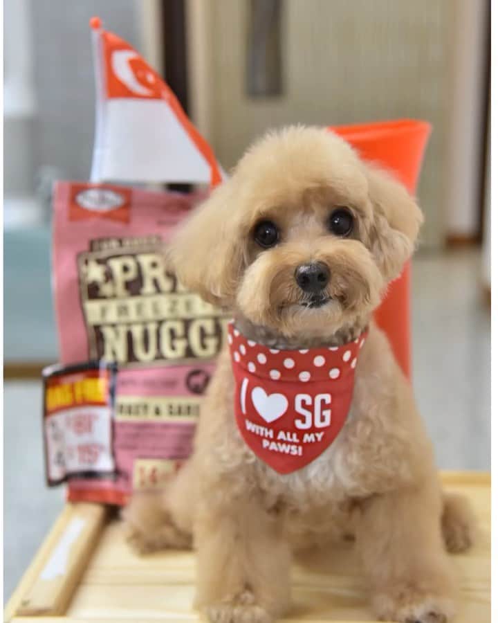 のインスタグラム：「📆 (9Aug19) I don’t only ❤️my food , #primalpetfoods and #b2kpet, I also ❤️ Singapore 🇸🇬 with all my paws 🐾 🐾 I hereby Kee chiu (raise my paw) to show my love and respect for my country and my home 💞💞💞Happy Birthday Singapore!🇸🇬❤️#happynationalday#ilovesingapore #nationalday2019 #keechiu」