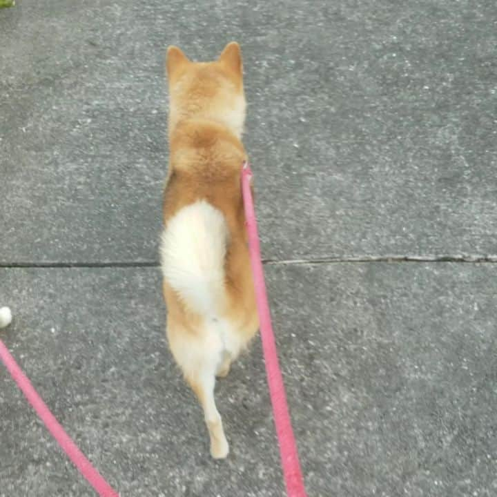 柴犬たま Shibainu Tamaのインスタグラム