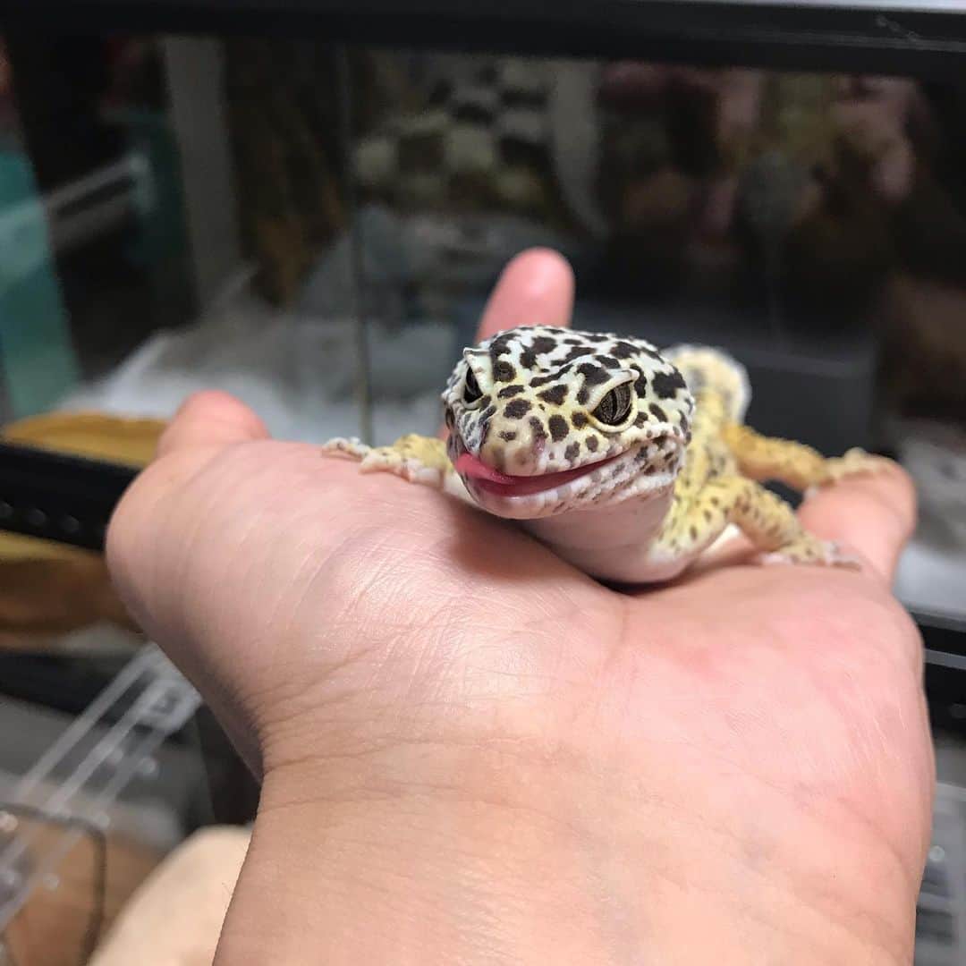 進祐哉のインスタグラム：「手乗りきぬ🦎  #レオパ  #ヒョウモントカゲモドキ」