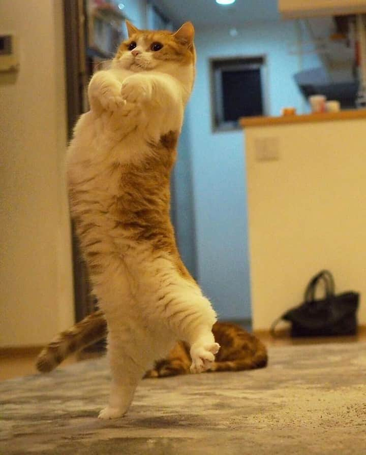 9GAGさんのインスタグラム写真 - (9GAGInstagram)「Oppa gangnam style⠀ By @amaccho5160⠀ -⠀ #cat #oppa #dance #9gag」8月9日 12時05分 - 9gag