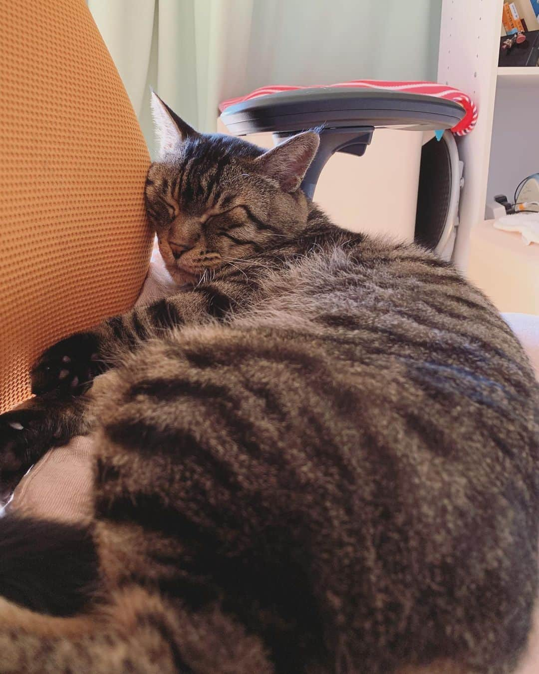 Musashiさんのインスタグラム写真 - (MusashiInstagram)「おはムサシ！ 椅子で器用に寝るのが得意。He likes to sleep in a chair. #musashi #mck #cat #キジトラ #ムサシさん #musashi_the_cat #ねこすたぐらむ」8月9日 12時09分 - _daisy