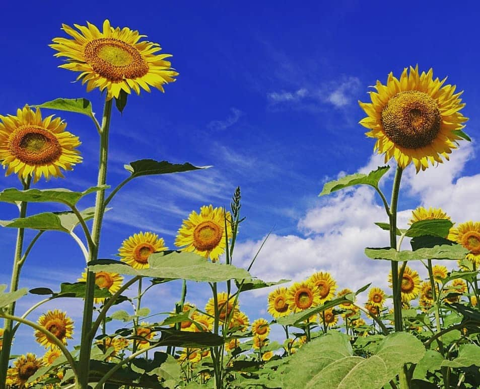 伊勢みずほさんのインスタグラム写真 - (伊勢みずほInstagram)「津南のひまわり広場🌻 満開でした❗  お盆くらいまで楽しめるそうですよ🌻  すごーく暑かったけど、ビタミンカラーの大輪のひまわり達から元気をもらいました🌻🌻🌻 中継を聴いてくださったみなさん どうもありがとうございました☺️ #bsn #ラジオ #ドコイコッカー #nexco東日本 #新潟県 #津南町 #ひまわり広場 #🌻 #臼木優香 #伊勢みずほ #アナウンサー #来週は #negicco #megu ちゃん #熱中症にはきをつけて #フォトジェニック #niigata #tsunan #japan #新潟観光 #花 #花畑 #夏休み #おでかけスポット #炎天下」8月9日 12時23分 - isemizuhoo