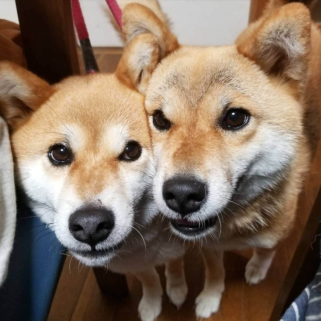 柴犬たま Shibainu Tamaさんのインスタグラム写真 - (柴犬たま Shibainu TamaInstagram)「* キョロキョロ👀 むぎゅむぎゅ💨💨 * Caption trans🇬🇧 They are always fidgeting💨💨 * #柴犬たま #たママ #たま家族 #柴犬ミケ #おこぼれハンター #食いしん坊親子 #似た者親子 #仲良し親子 #キョロキョロ #むぎゅむぎゅ #柴犬 #shiba #shibainu #shibastagram #犬 #dog #多頭飼い」8月9日 18時00分 - tama7653