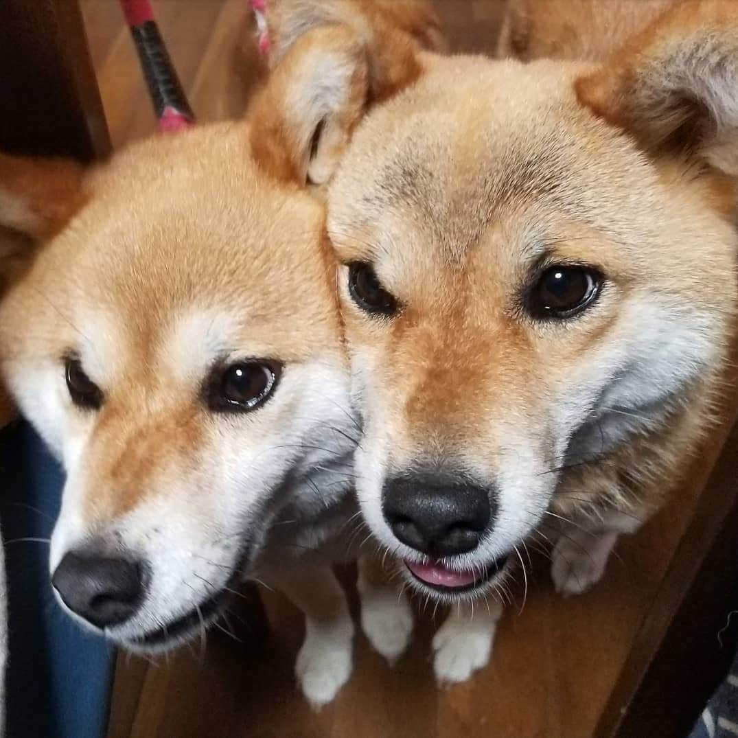 柴犬たま Shibainu Tamaさんのインスタグラム写真 - (柴犬たま Shibainu TamaInstagram)「* キョロキョロ👀 むぎゅむぎゅ💨💨 * Caption trans🇬🇧 They are always fidgeting💨💨 * #柴犬たま #たママ #たま家族 #柴犬ミケ #おこぼれハンター #食いしん坊親子 #似た者親子 #仲良し親子 #キョロキョロ #むぎゅむぎゅ #柴犬 #shiba #shibainu #shibastagram #犬 #dog #多頭飼い」8月9日 18時00分 - tama7653