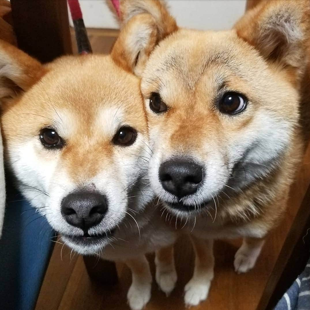 柴犬たま Shibainu Tamaさんのインスタグラム写真 - (柴犬たま Shibainu TamaInstagram)「* キョロキョロ👀 むぎゅむぎゅ💨💨 * Caption trans🇬🇧 They are always fidgeting💨💨 * #柴犬たま #たママ #たま家族 #柴犬ミケ #おこぼれハンター #食いしん坊親子 #似た者親子 #仲良し親子 #キョロキョロ #むぎゅむぎゅ #柴犬 #shiba #shibainu #shibastagram #犬 #dog #多頭飼い」8月9日 18時00分 - tama7653