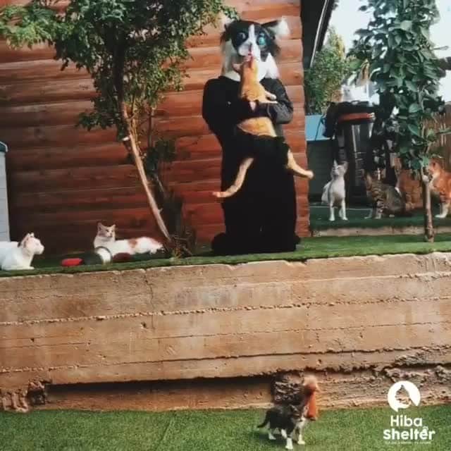 のインスタグラム：「[🔊]Happy international cat day to all cat pawrents 😽⠀ ⠀ 🎥@Hiba_Shelter⠀ ⠀ #meowed #HibaShelter #adoptdontshop #HowISeeMyselfIn10Years #badguy @billieeilish #soundon #volumeup #🔊」