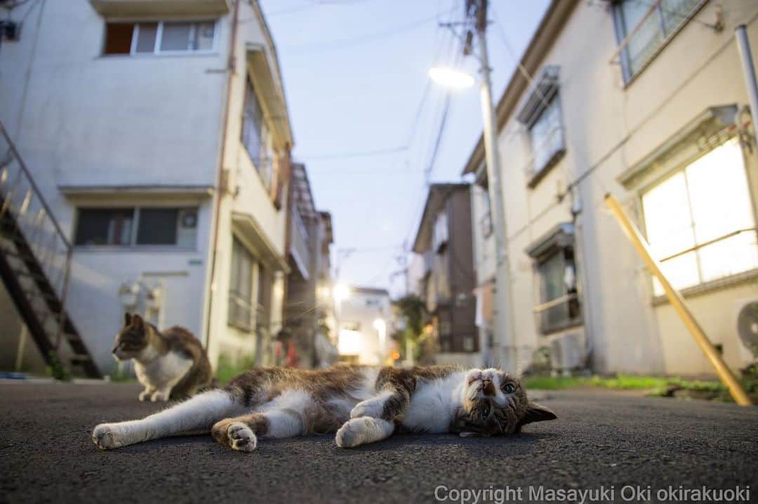 Masayukiさんのインスタグラム写真 - (MasayukiInstagram)「夏のあけぼの ねこの時間。  #cat #ねこ」8月9日 12時55分 - okirakuoki