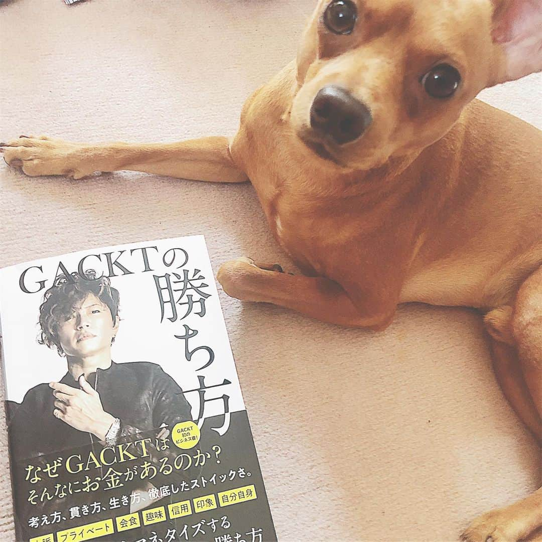 Arisa Nanaseさんのインスタグラム写真 - (Arisa NanaseInstagram)「まさかのGACKTさん(@gackt )ビジネス書！楽しみにして速攻買いに行った😍 人生全てをマネタイズ化する話や私も「演技」よりもビジネスを今最優先しているその理由に自信が持てるようになる1冊。 海外で生活されてて視野も考え方も広くて、ただメディアや事務所に操られている芸能人ではなく自分で考え実行している数少ない人だと尊敬✨ そしてそのストイックさを見習おうと思います。 アイビーもいい男になっていつかデイジーちゃん(GACKTさんの超可愛い愛犬❤️)からモテるようにこの本で勉強するそうです笑 がんばれよ笑 #gackt #ガクト #ビジネス書 #本好き #おすすめ #ミニピン  #事業家 #人生の勝ち方 #gacktの勝ち方 #ビジネス #いい男」8月9日 13時05分 - arisa.nanase