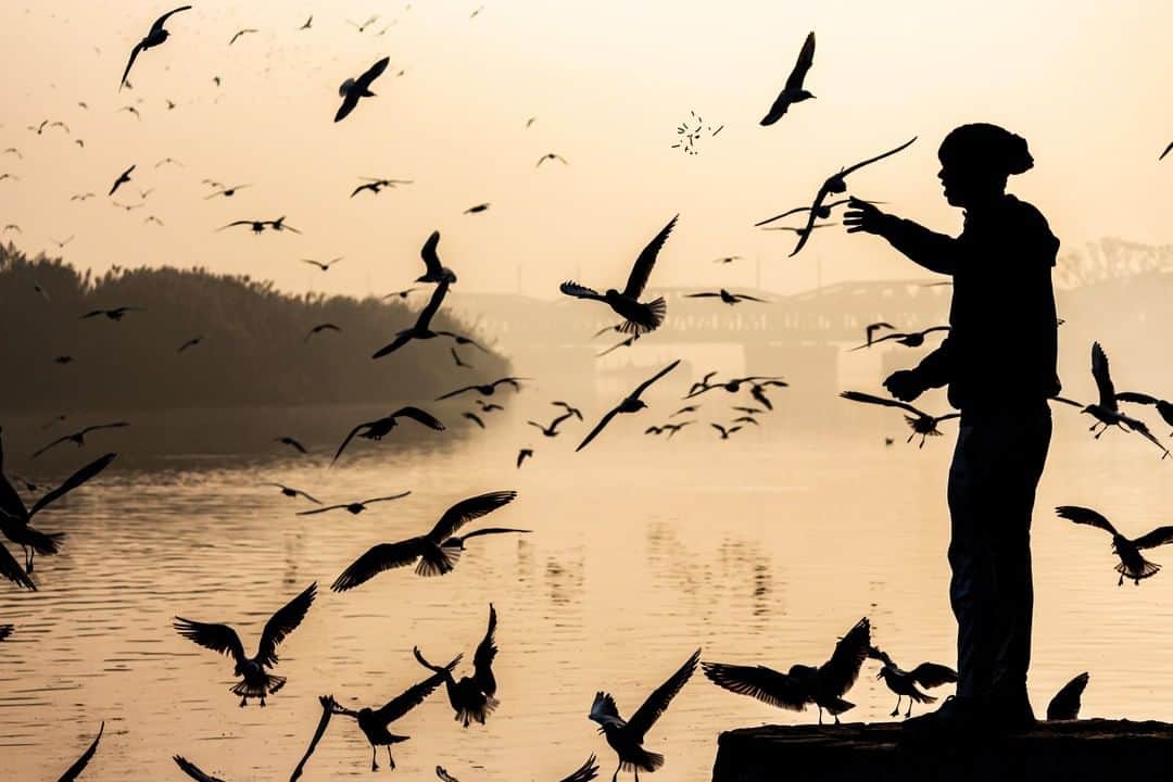 Canon Asiaさんのインスタグラム写真 - (Canon AsiaInstagram)「“This picture was taken at Yamuna Ghat, a place of religious importance. Lots of gulls migrate here during the winter season. I captured the silhouette of this person feeding Namkeen, a savoury Indian snack, to the gulls. The sight of the river gives me a sense of calm.” . Having strong backlight is of paramount importance for a silhouette shot with dramatic contrast like this one. Always have patience for the two best timings for silhouette shots: sunrise 🌅 and sunset 🌇 hours! Got more tips to achieve the ideal silhouette shot? Share them with us! 👇 . 📷 Image by @ashir.kumar shot using the Canon EOS 700D | Canon EF-S 55-250mm f/4-5.6 IS STM | f/4.5 | 1/4000s | ISO 200 | 74mm  Want your photos to be featured too? Tag them with #canonasia or submit them on My Canon Story, link in bio!  #canonasia #photography#canonphotography #india #indian #indiaclicks #india_gram #photographers_of_india」8月9日 13時33分 - canonasia