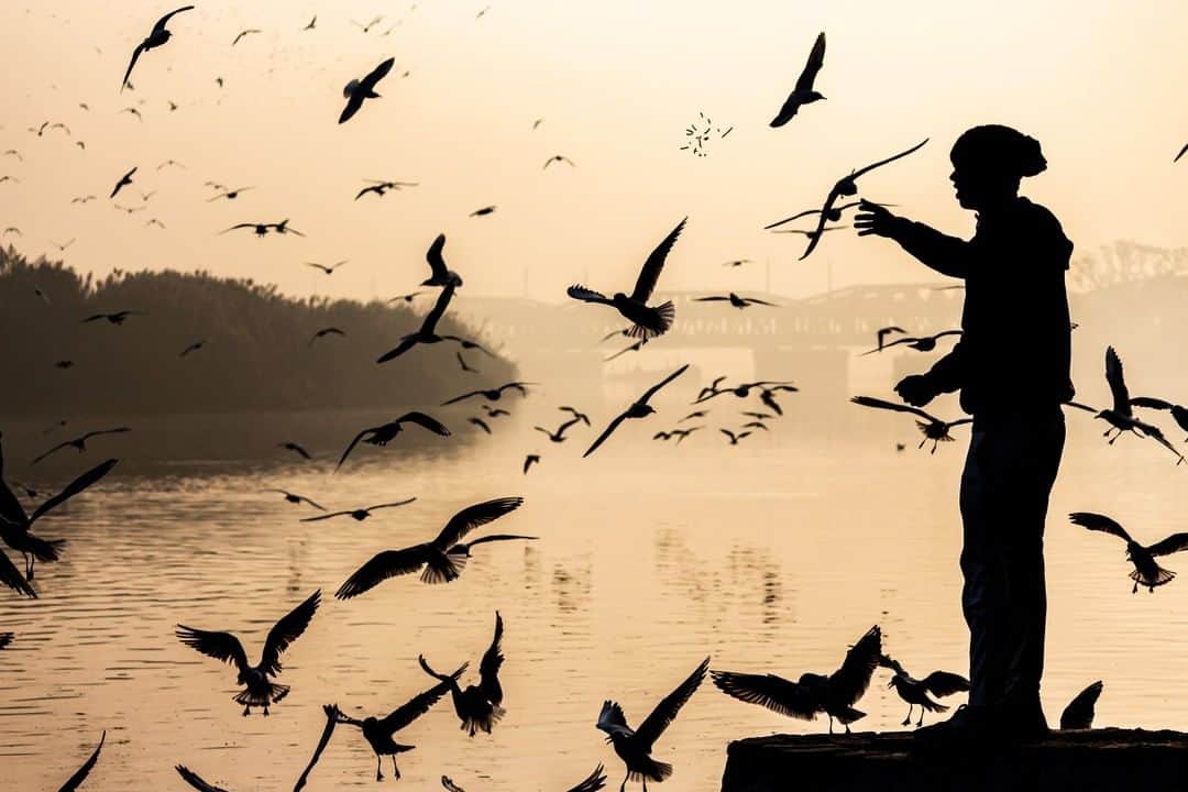 Canon Asiaのインスタグラム：「“This picture was taken at Yamuna Ghat, a place of religious importance. Lots of gulls migrate here during the winter season. I captured the silhouette of this person feeding Namkeen, a savoury Indian snack, to the gulls. The sight of the river gives me a sense of calm.” . Having strong backlight is of paramount importance for a silhouette shot with dramatic contrast like this one. Always have patience for the two best timings for silhouette shots: sunrise 🌅 and sunset 🌇 hours! Got more tips to achieve the ideal silhouette shot? Share them with us! 👇 . 📷 Image by @ashir.kumar shot using the Canon EOS 700D | Canon EF-S 55-250mm f/4-5.6 IS STM | f/4.5 | 1/4000s | ISO 200 | 74mm  Want your photos to be featured too? Tag them with #canonasia or submit them on My Canon Story, link in bio!  #canonasia #photography#canonphotography #india #indian #indiaclicks #india_gram #photographers_of_india」