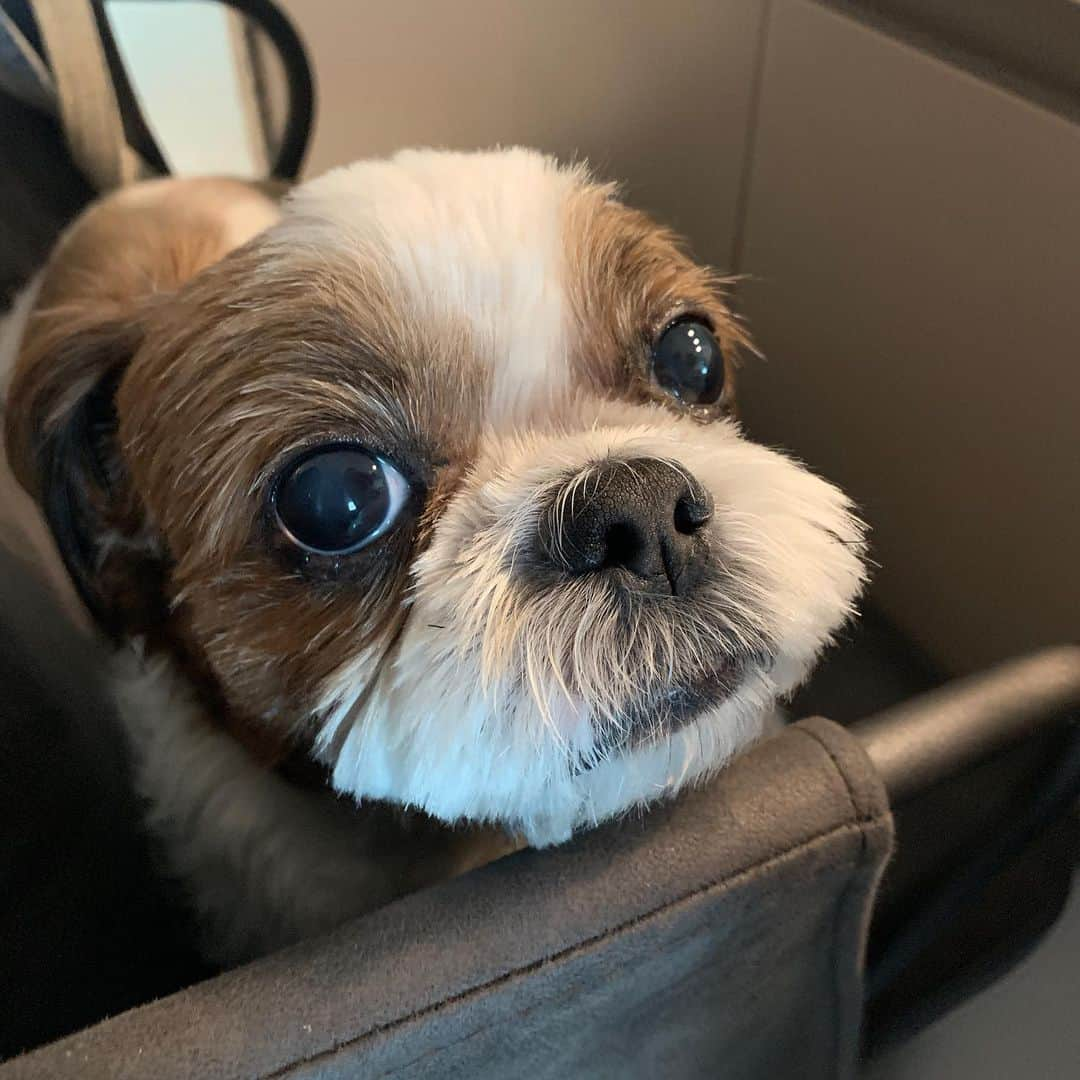 MeJiwooさんのインスタグラム写真 - (MeJiwooInstagram)「우리 막둥이~ 얼굴 털빼고 미모 뿜뿜🐶🖤❤️」8月9日 14時15分 - mejiwoo103