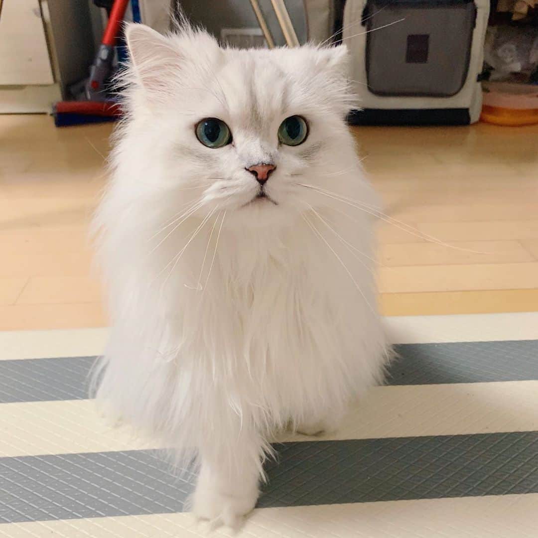 후추네큰언니のインスタグラム：「1. 왼쪽귀 들어! 👂🏻 2. 오른쪽귀 들어! 👂🏻 3. 메롱 😛 4. 못마땅 😑 . . . . . #후추  #고양이  #냥스타그램 #캣스타그램  #Hoochu #Hoochuthecat #cat #cats #catstagram #catsofinstagram #topcatphoto #bestmeow #ilovecat #cute #fluffy #petstagram #instacats」