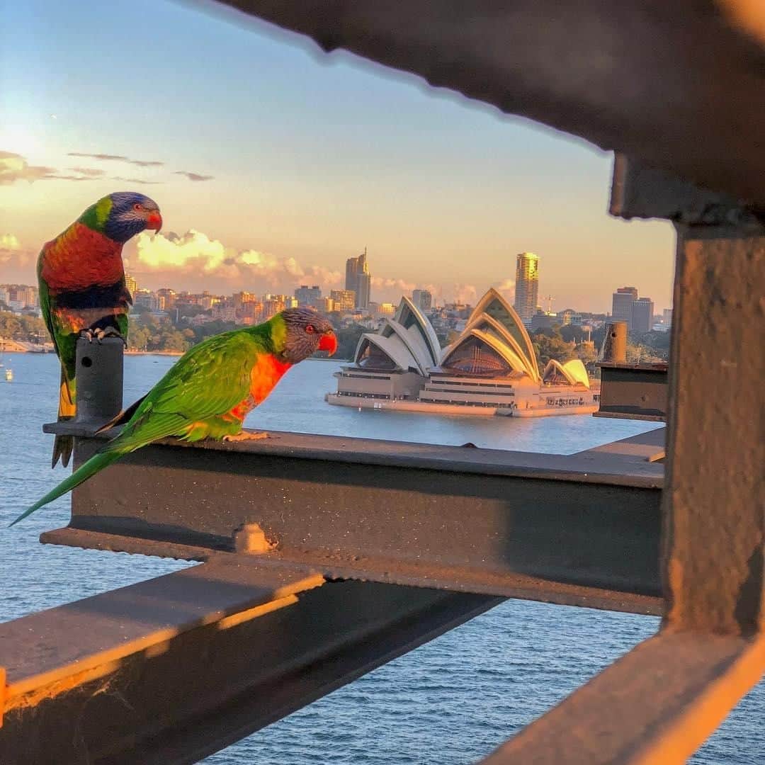 Australiaさんのインスタグラム写真 - (AustraliaInstagram)「“Hmm... looks a bit small, how do humans fit in there?” 🤔 @lelexplore saw this pair of #RainbowLorikeets carefully examining the @sydneyoperahouse at #sunset; we think they will be pleasantly surprised when they get a closer look. 😂 This colourful species of #parrot is commonly seen around @sydney and most parts of @visitnsw; @australianreptilepark even has a dedicated ‘lorikeet feeding time’ every day. Make your way up @visitcentralcoastnsw to get up close with these birds and learn more about them from the keepers.  #seeaustralia #newsouthwales #ilovesydney #sydneyoperahouse #wildlifephotography #travel」8月9日 15時00分 - australia