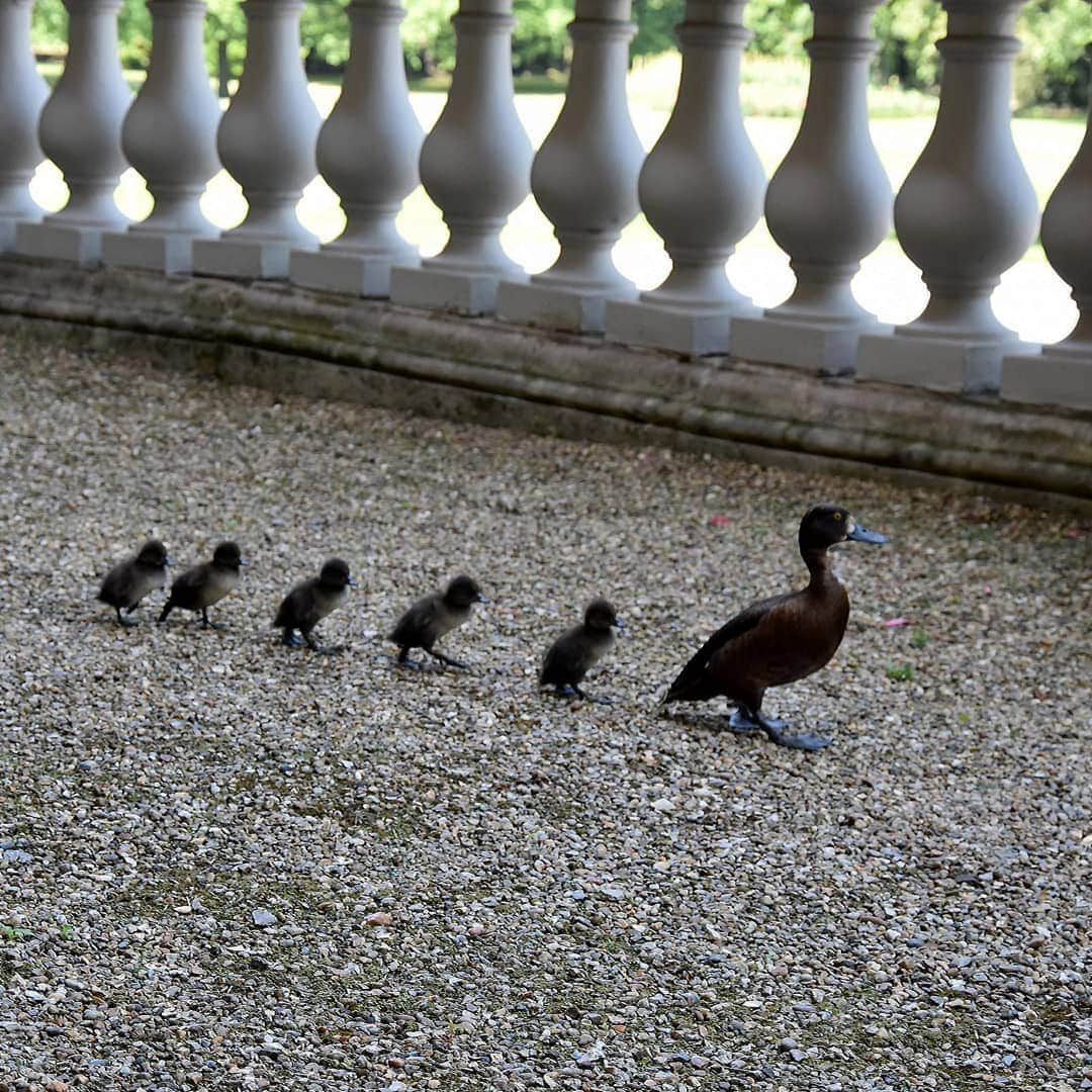 ロイヤル・ファミリーさんのインスタグラム写真 - (ロイヤル・ファミリーInstagram)「Quack, March!🦆 Changing of the Guard garden-style as a mother leads her ducklings on a tour of the Buckingham Palace garden.  The garden is home to species of ducks, swans and geese who take advantage of the lake, built in 1828.  These “Tufted Ducks” are thought to be part of many successful broods born this year.」8月10日 1時49分 - theroyalfamily