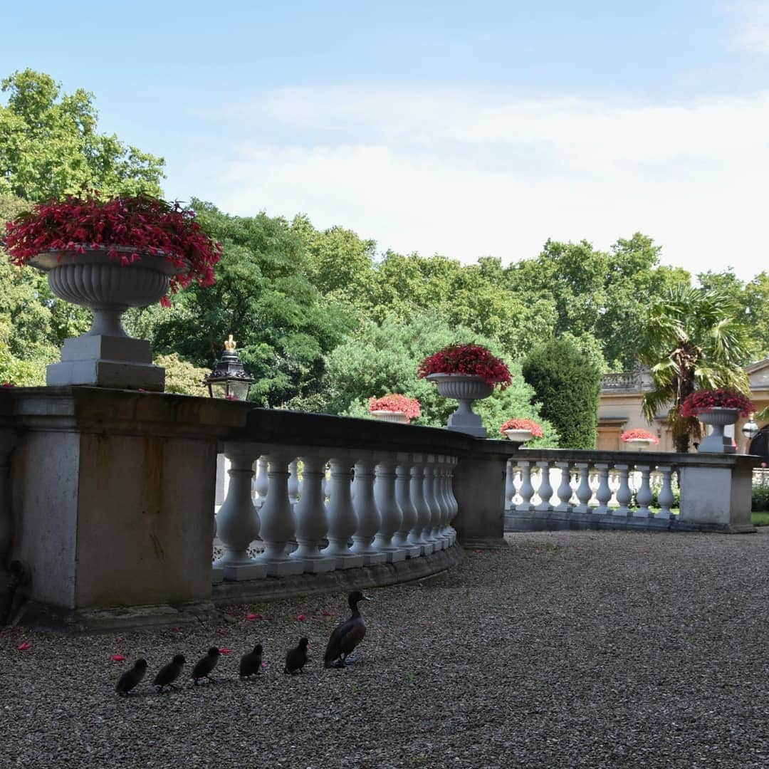 ロイヤル・ファミリーさんのインスタグラム写真 - (ロイヤル・ファミリーInstagram)「Quack, March!🦆 Changing of the Guard garden-style as a mother leads her ducklings on a tour of the Buckingham Palace garden.  The garden is home to species of ducks, swans and geese who take advantage of the lake, built in 1828.  These “Tufted Ducks” are thought to be part of many successful broods born this year.」8月10日 1時49分 - theroyalfamily