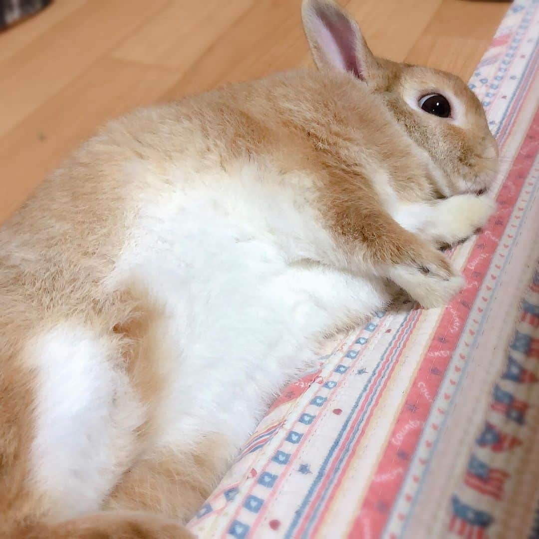 ラン?さんのインスタグラム写真 - (ラン?Instagram)「おやすみ～( ᵕωᵕ )ｽﾔｧ……zzZ ☆ #goodnight  #うさぎ #ネザーランドドワーフ #rabbit #bunny #bunnystagram  #rabbitstagram  #cute  #かわいい #ふわもこ部  #もふもふ  #zip写真部  #アニマル写真部 #instagramjapan #netherlanddwarf #うさぎと暮らす  #うさぎのいる暮らし #癒し #kawaii #ランちゃん  2019.08.10」8月10日 1時56分 - mofumofuusako