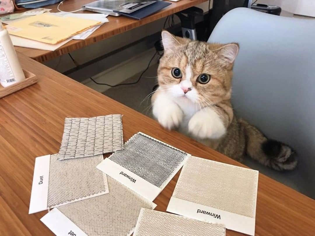 のインスタグラム：「The meownager of the fluff department⠀ ⠀ 📷@simba.theshortie⠀ ⠀ #meowed #simbatheshortie #munchkin #meownager #office #myboss」