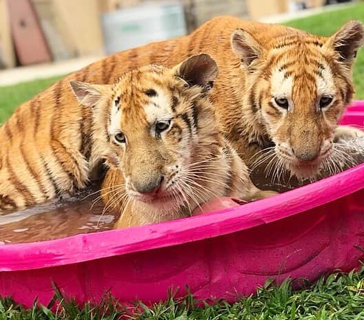 Zoological Wildlife Foundationさんのインスタグラム写真 - (Zoological Wildlife FoundationInstagram)「When bath time turns in playtime! Swipe to see the fun!🤪🐯💚🐾✨ #tabbytiger #tiger #cub #bengal #endangeredspecies #conservation #zwfmiami #zwf #enrichment」8月10日 2時45分 - zwfmiami